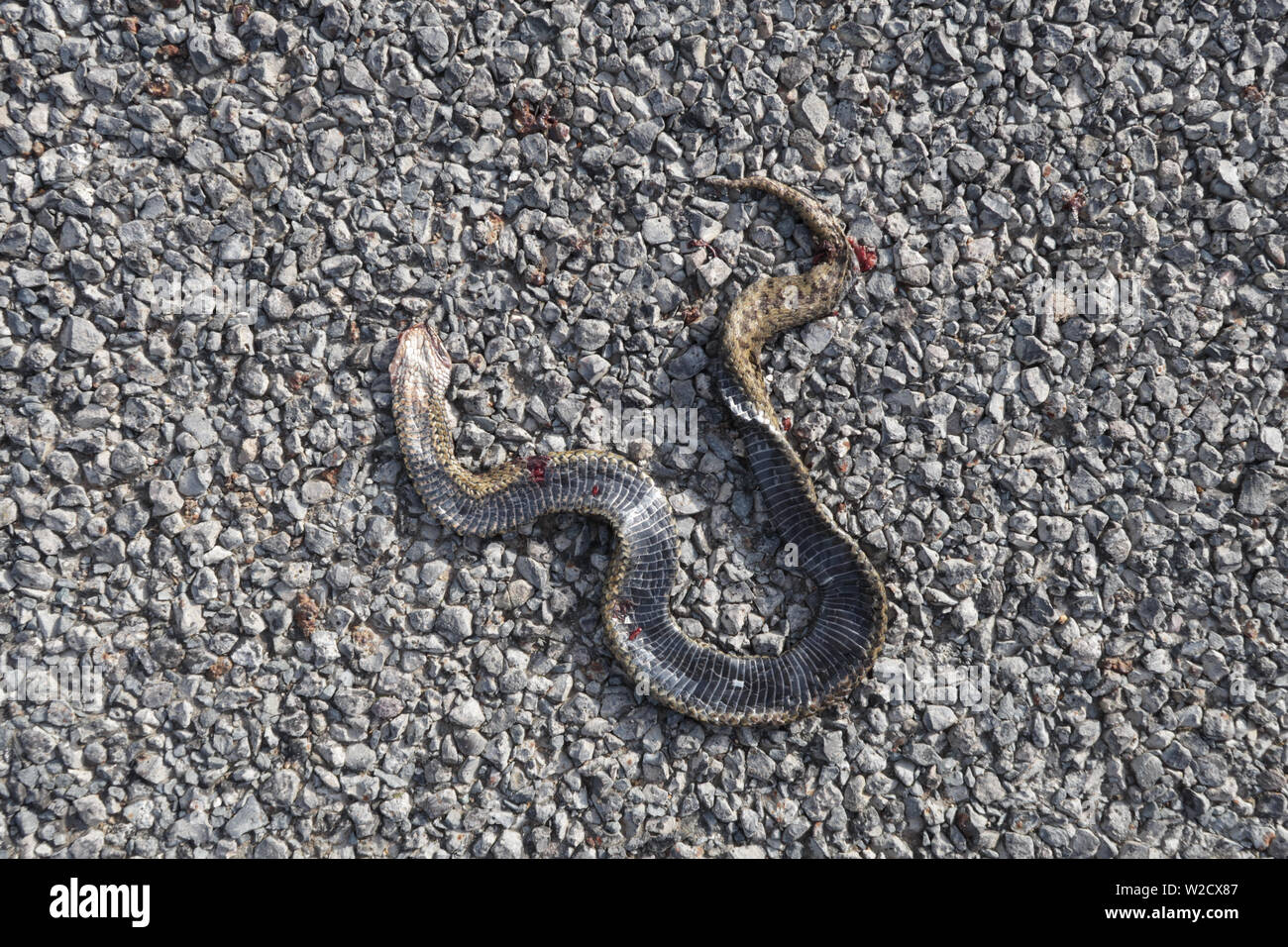 Common European adder. Latin name Vipera berus, also known as viper, roadkill victim flattened by passing vehicle showing scales and underside constru Stock Photo