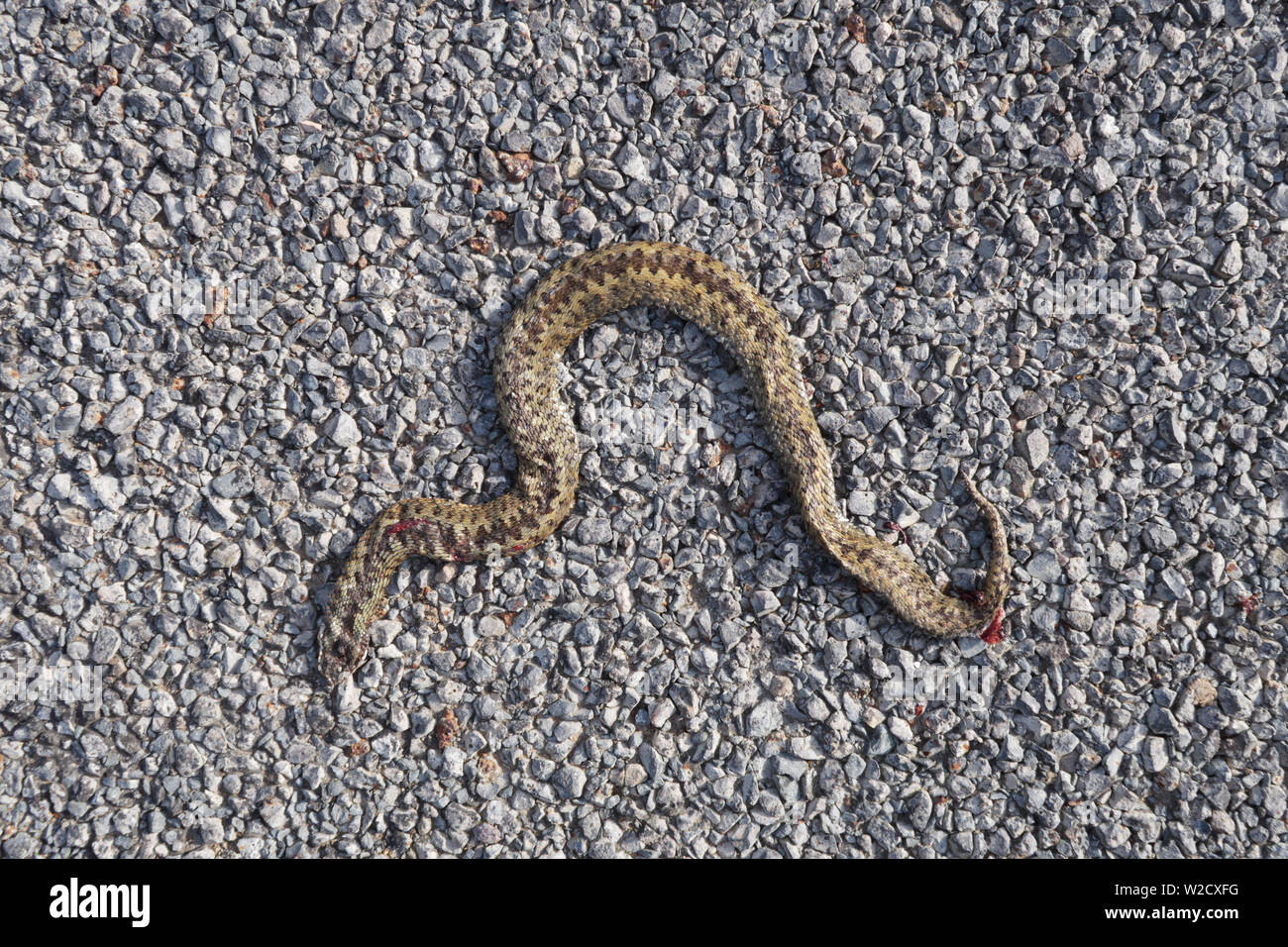 Common European adder. Latin name Vipera berus, also known as viper, roadkill victim flattened by passing vehicle showing scales and markings Stock Photo