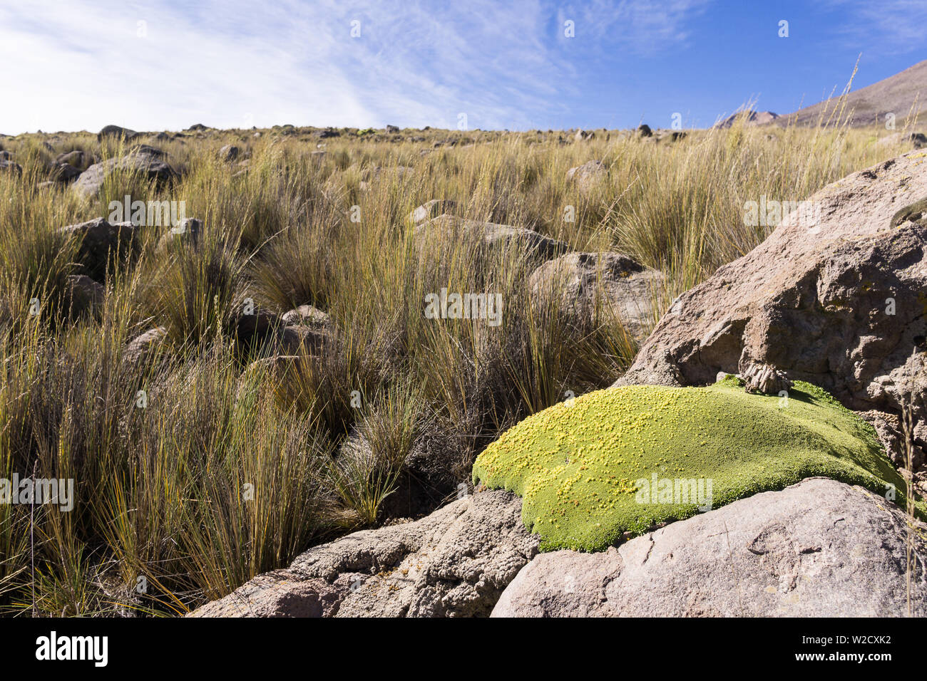 Yareta plant in the Puna grassland in Salinas y Aguada Blanca nature reserve in the Peruvian Andes. Stock Photo