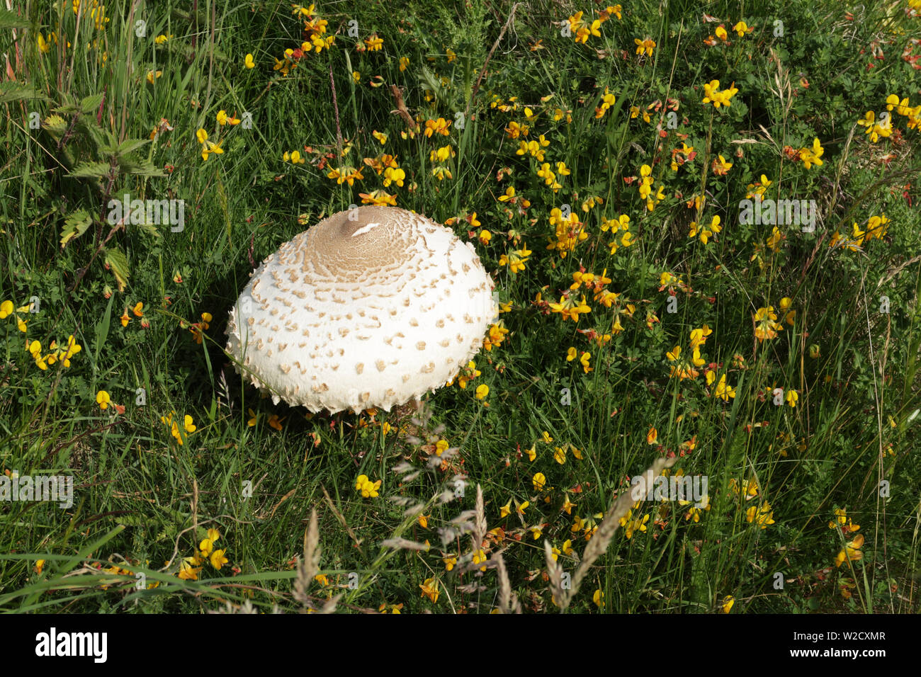 Shaggy parasol fungi, Latin name Chlorophyllum rhacodes, among grasses and Common Bird's-foot-trefoil, Latin name, Lotus corniculatus Stock Photo
