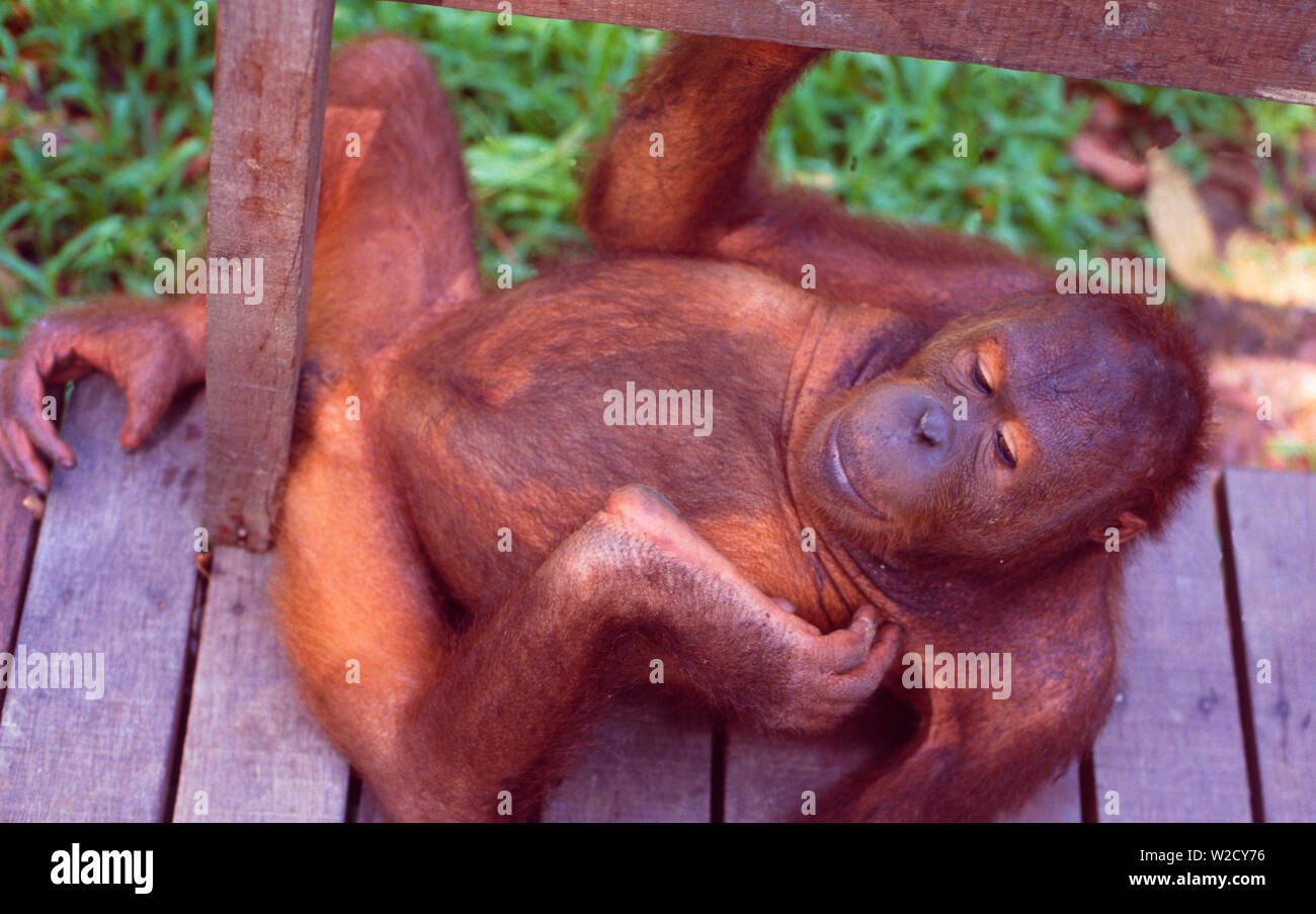 Malaysia: A handicaped young Orang Utan lying on the rainforest wood bridge at the reha center in Sarawak on Borneo Island Stock Photo