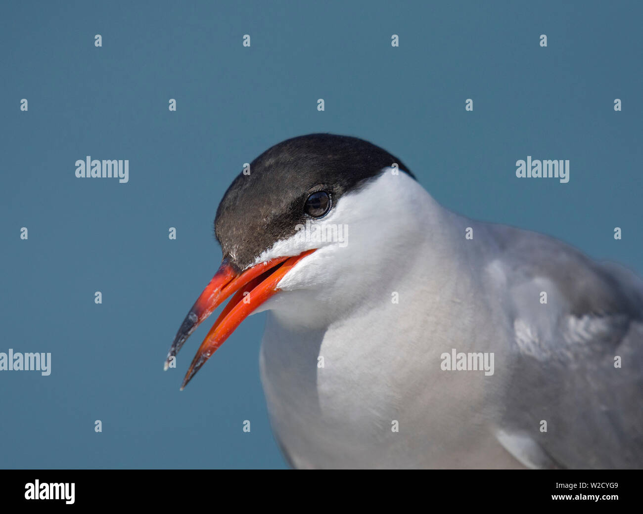 Common Tern Uk Hi res Stock Photography And Images Alamy common-tern-uk-hi-res-stock-photography-and-images-alamy