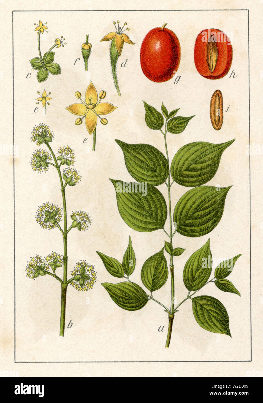 Cornelian cherry (Cornus mas) Cornus mas,  (botany book, 1904) Stock Photo