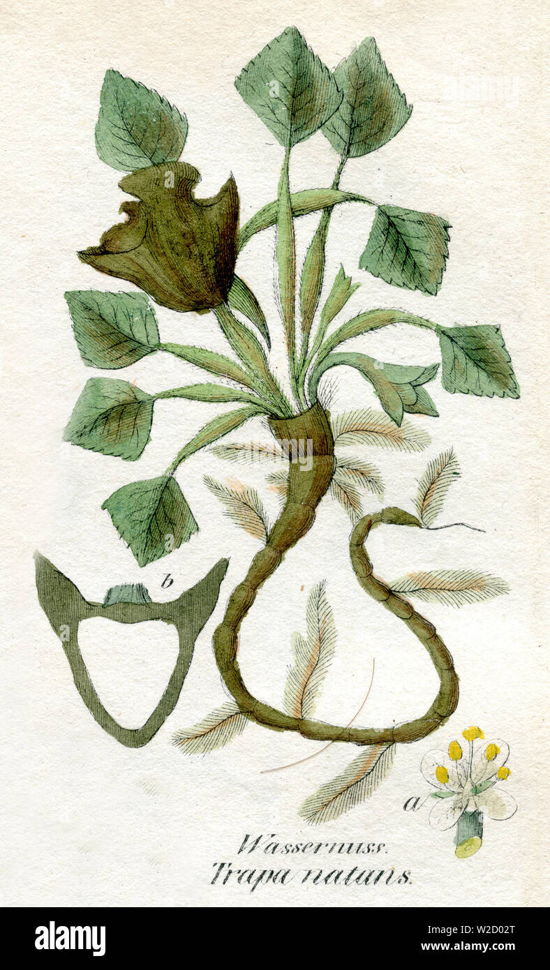 water caltrop (Trapa natans) Trapa natans,  (botany book, 1850) Stock Photo