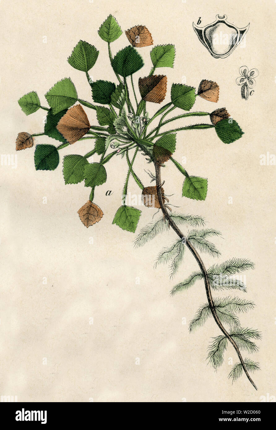 water caltrop (Trapa natans) Trapa natans,  (botany book, 1879) Stock Photo