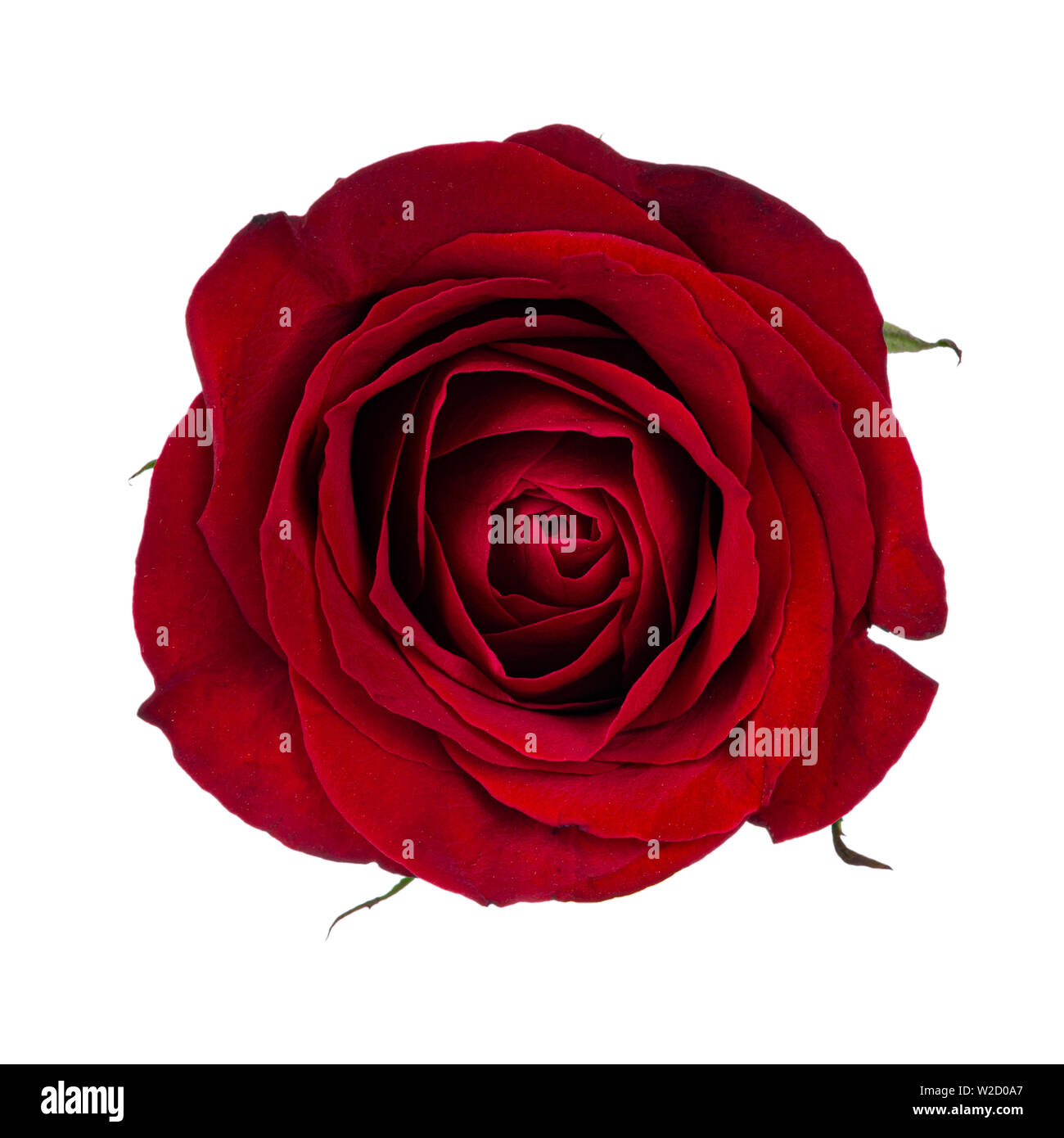 Rose Top Flower Images Red Rose Flower On Top Of Gray Concrete Flooring Photo Free Rose Image