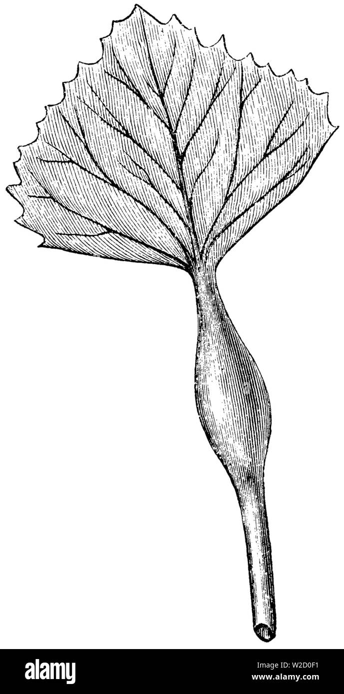 water caltrop (Trapa natans): leaf, Trapa natans, anonym (botany book, 1880) Stock Photo