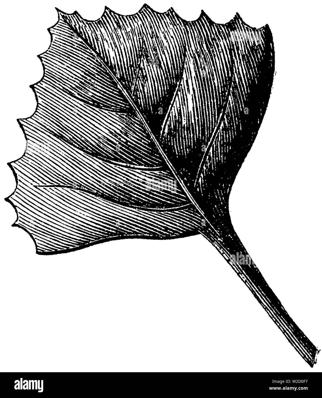water caltrop (Trapa natans): leaf, Trapa natans, anonym (biology book, 1878) Stock Photo