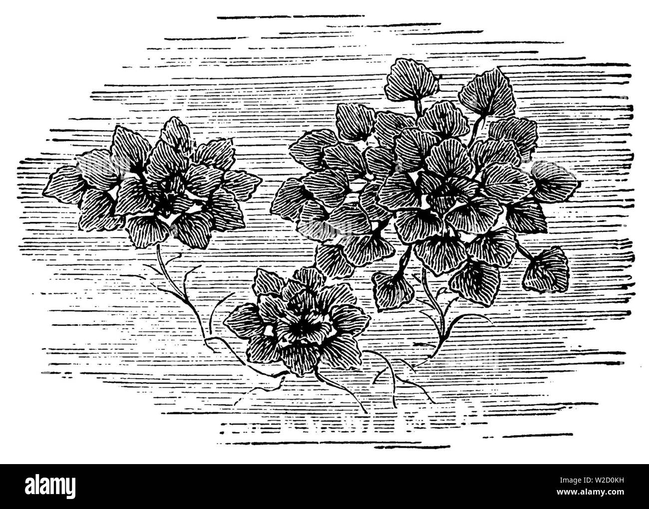 water caltrop (Trapa natans), Trapa natans, anonym (garden book, 1911) Stock Photo