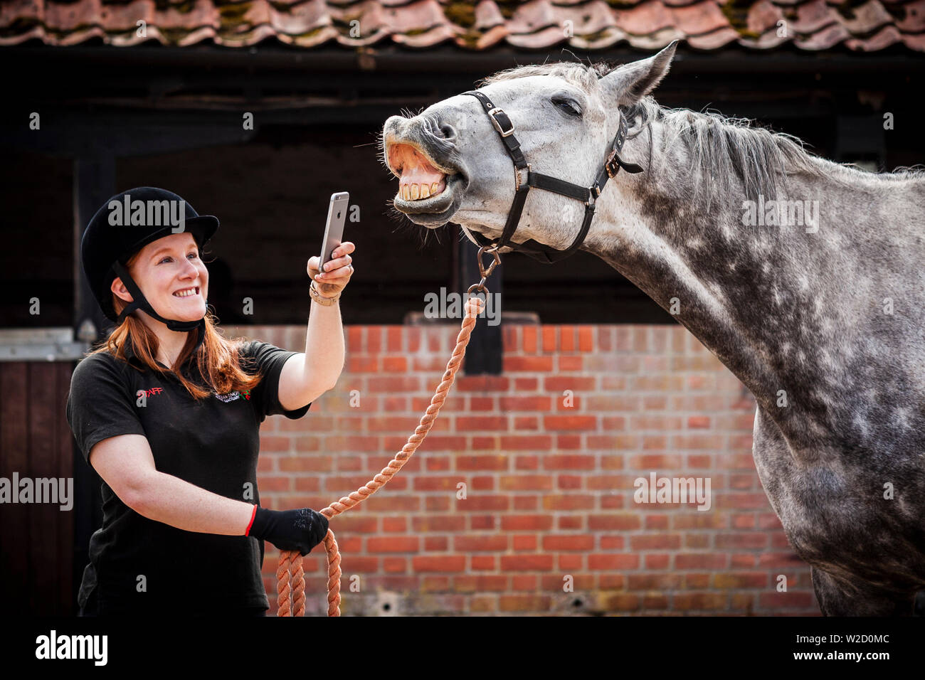 Stephanie Callen of the Redwings Horse Sanctuary in Hapton, Norfolk with retired racehorse, 'Nobby' using her Apple iPhone to record the sounds of horses for a project to create an archive for use in films, radio and TV.  Inspired by the ÒWilhelm ScreamÓ C the sound effect of a horseÕs neigh that has become a joke in Hollywood, having been used in films from Star Wars to Indiana Jones to Disney films and more C two companies have joined forces to replace it.  Social network and app Equilab and sound library De Wolfe Music, which has supplied sound for films including Brokeback Mountain and Ame Stock Photo