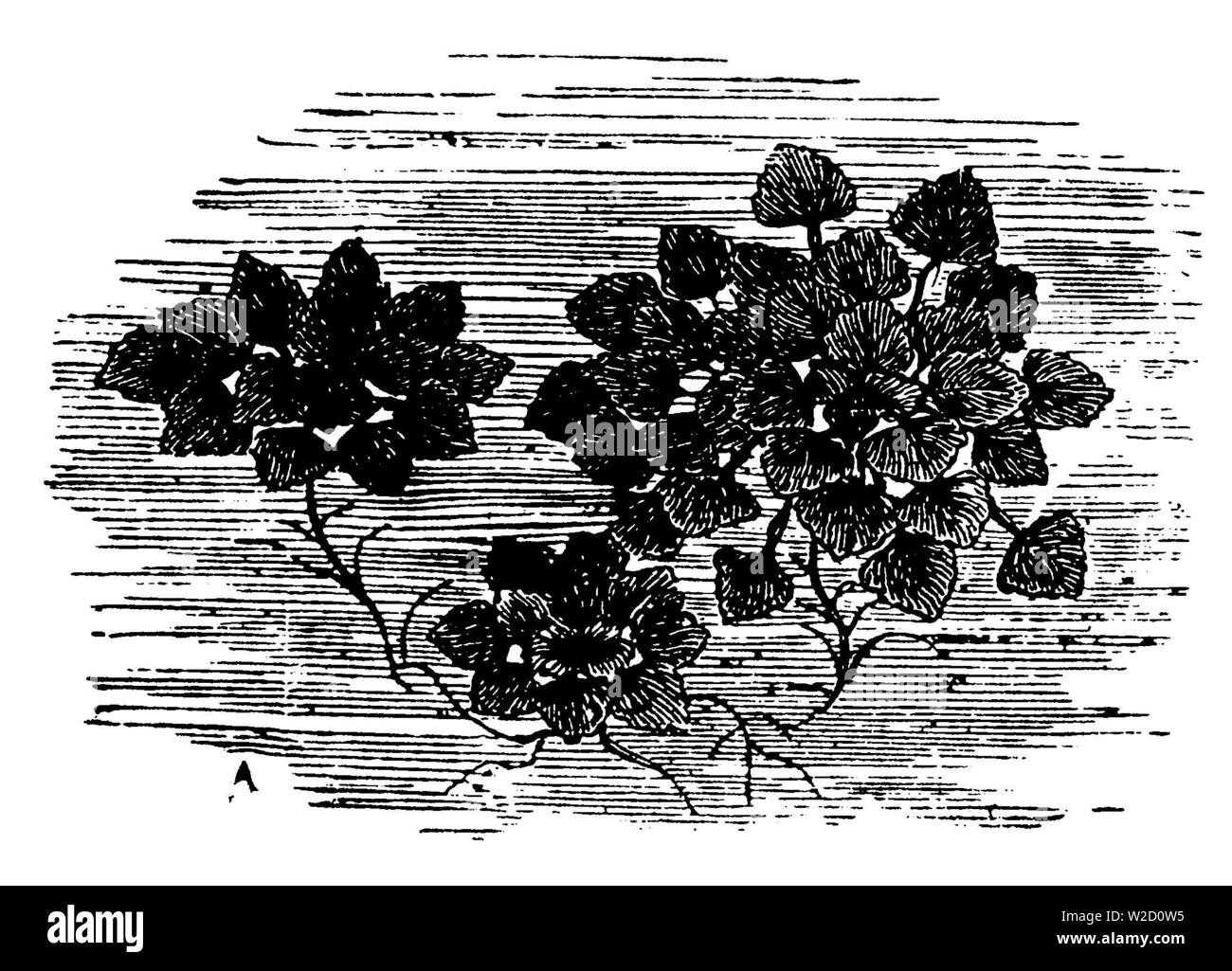 water caltrop , Trapa natans,  (printing pattern book, 1911) Stock Photo