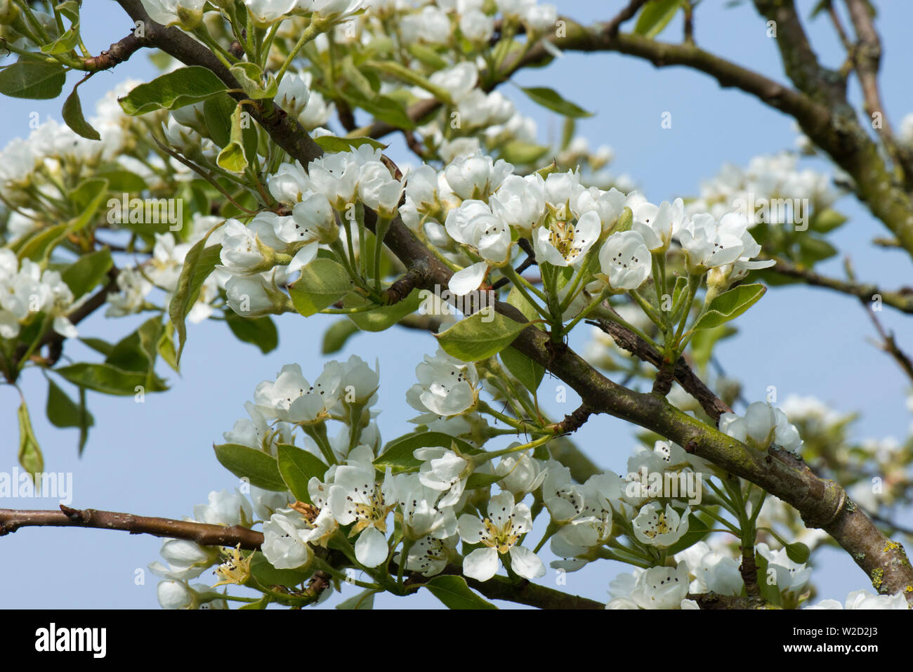Blossom on an orchard pear tree against blue sky in spring, the green leaves are just developing, Berkshire, April Stock Photo