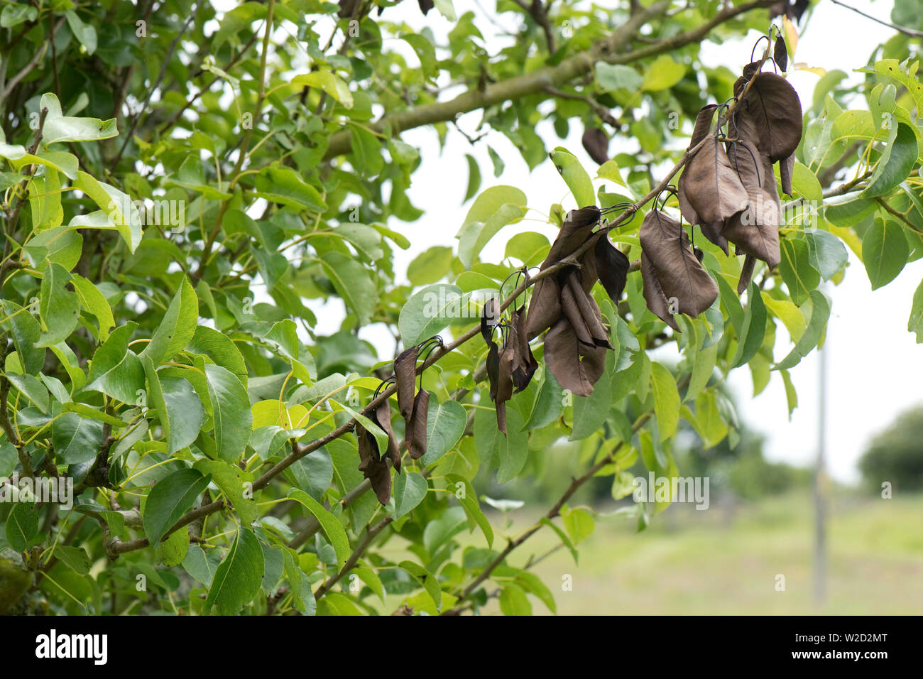 Nectria pear canker, Neonectria ditissima, lesion and dead brown leaves on a pear branch, Berkshire, June Stock Photo