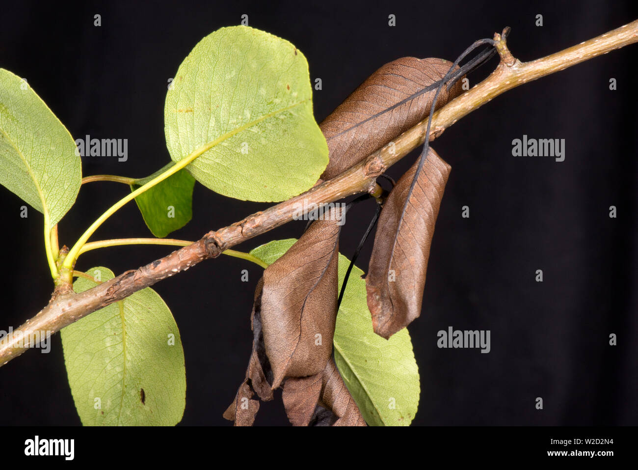 Nectria pear canker, Neonectria ditissima, lesion with living green and dead brown leaves on a pear branch, Berkshire, June Stock Photo