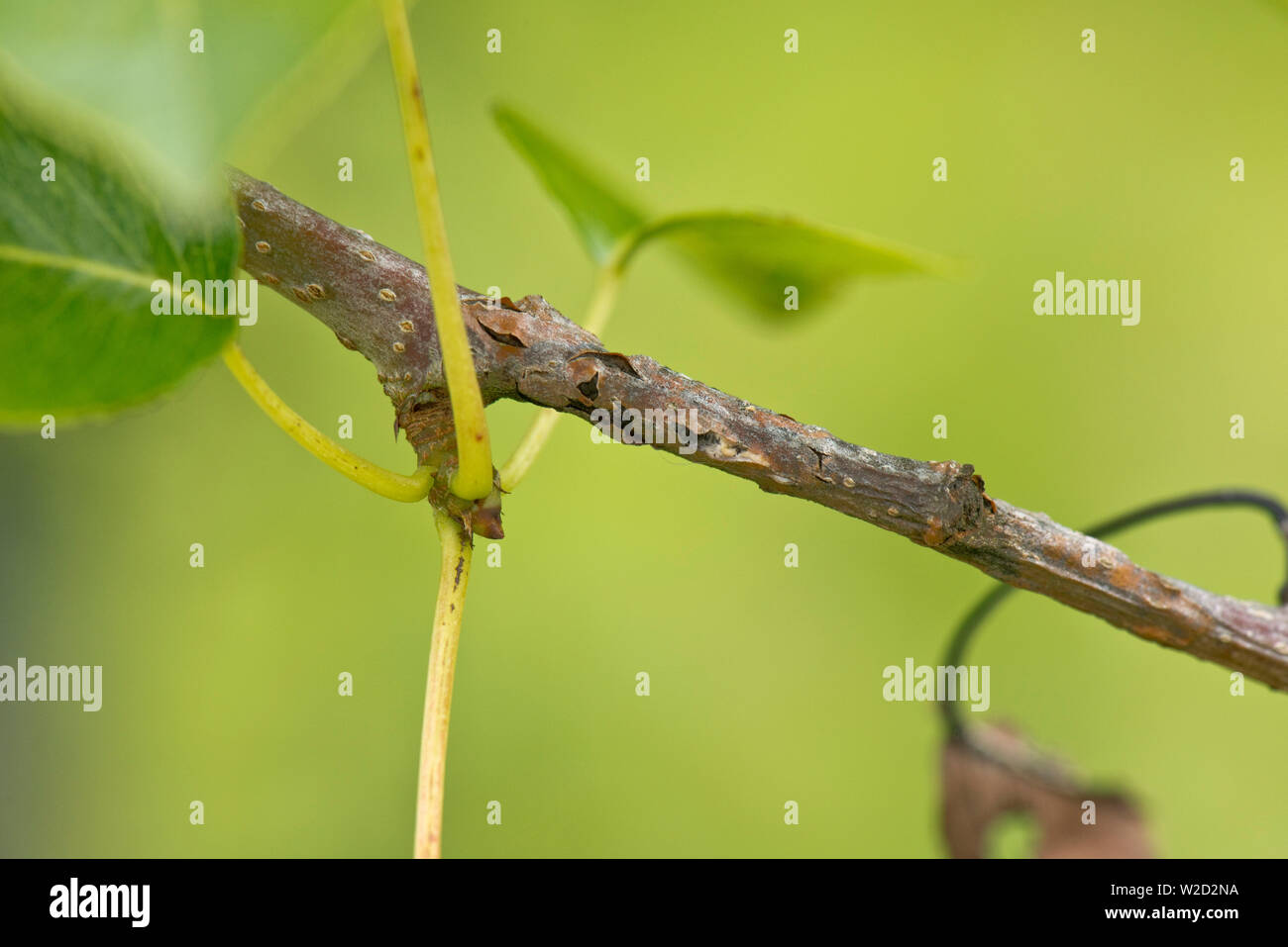 Nectria pear canker, Neonectria ditissima, lesion with living green and dead brown leaves on a pear branch, Berkshire, June Stock Photo