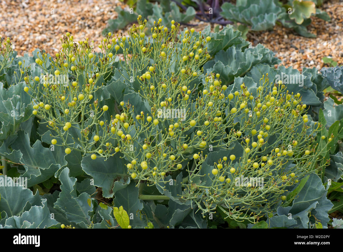Sea Kale Hi res Stock Photography And Images Alamy sea-kale-hi-res-stock-photography-and-images-alamy