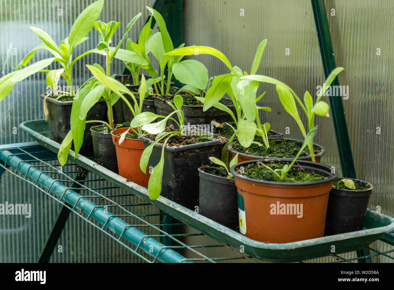 Wallflower seedlings in plant pots in a greenhouse. Stock Photo