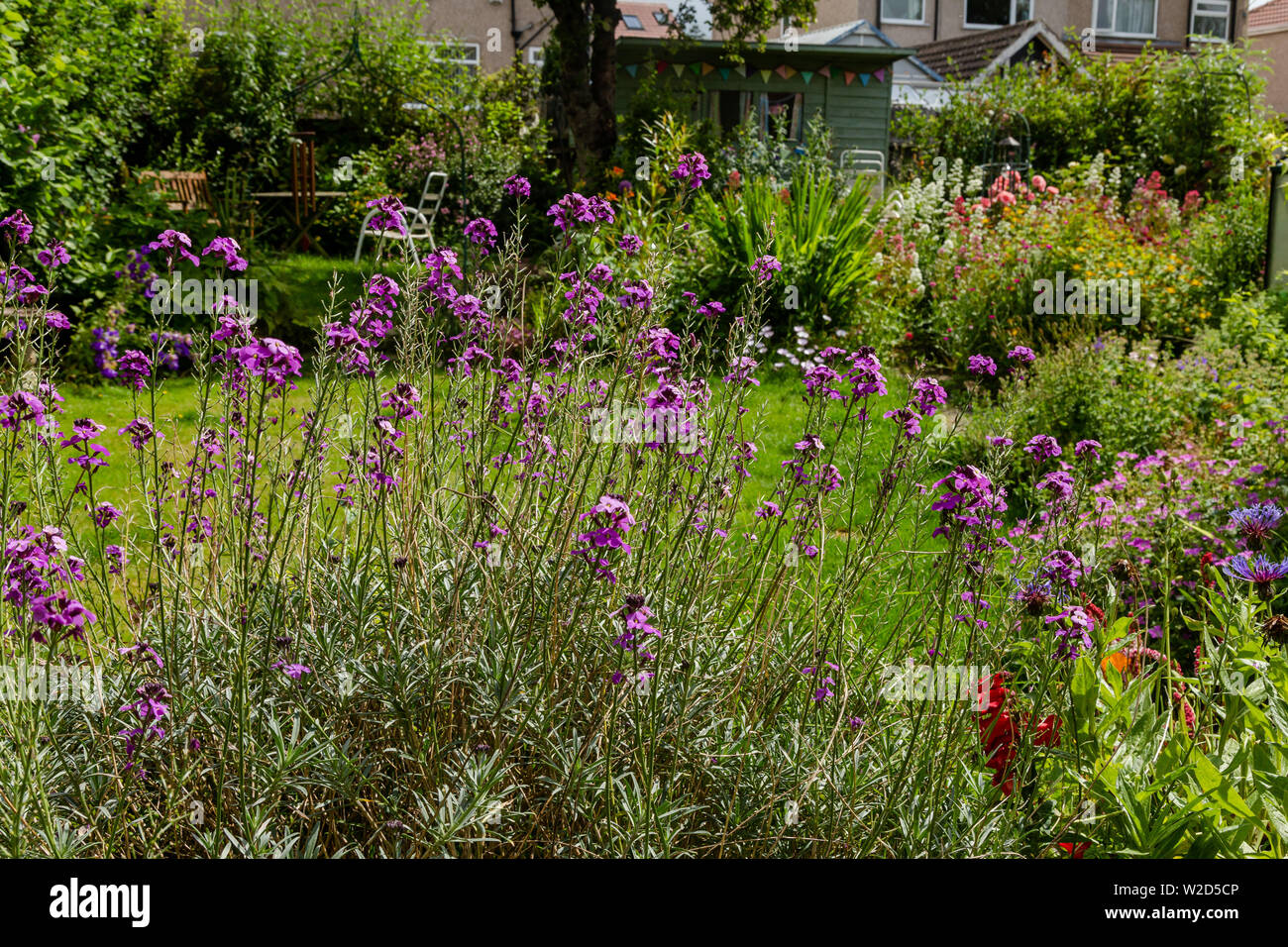Purple flowering wallflowers in a herbaceous border surrounding a lawn in a small cottage garden. Stock Photo