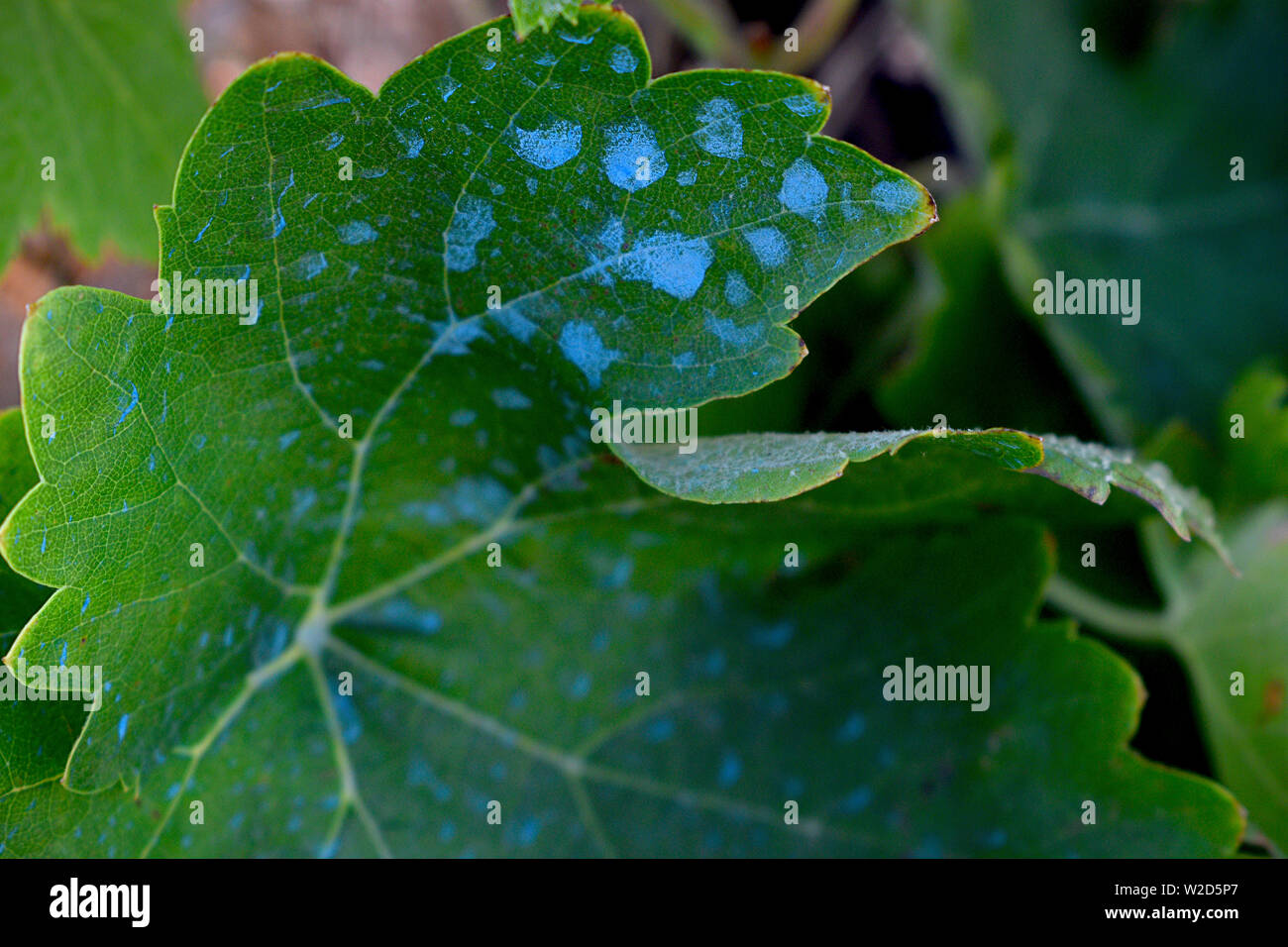 Chemical usage in agriculture. Pesticide residues on a green leaf. Close-up shot. Stock Photo