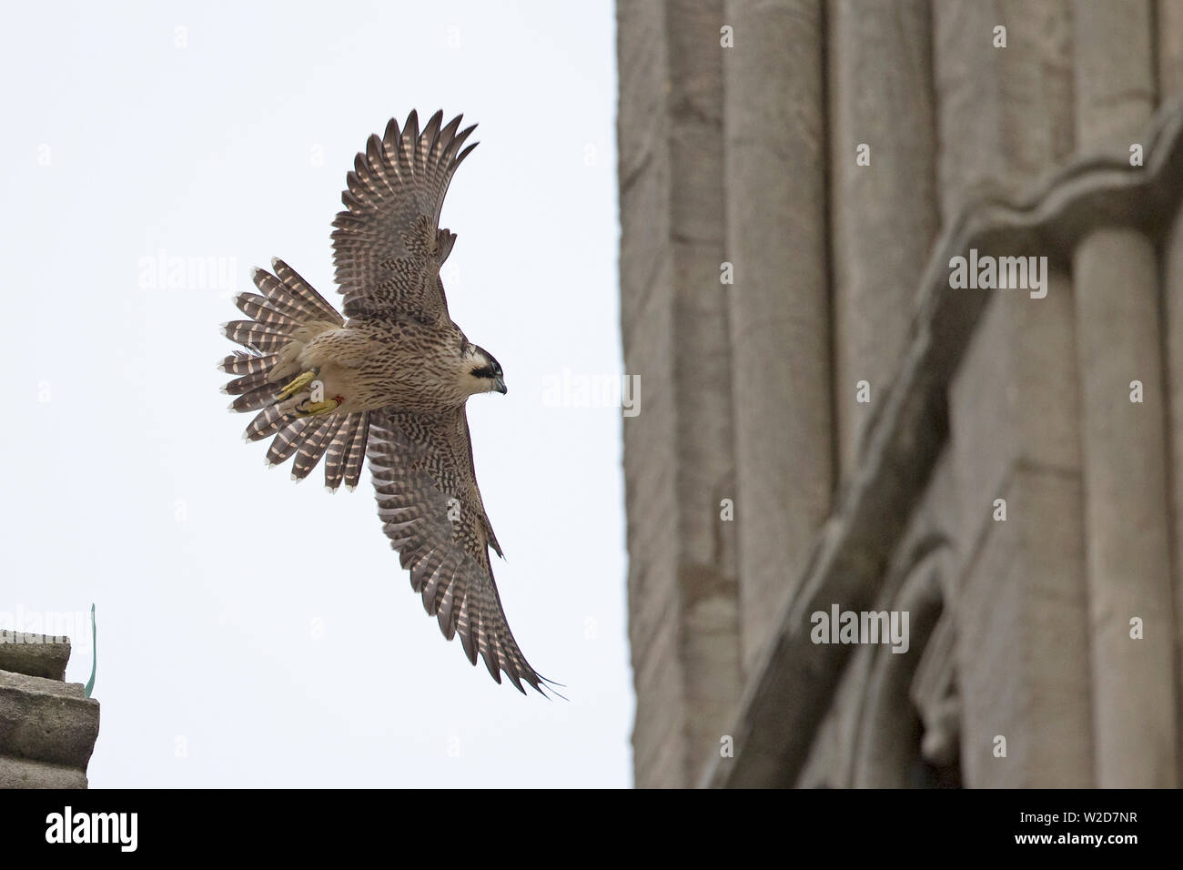 Peregrine Falcon (Falco peregrinus) Norwich Cathedral Stock Photo