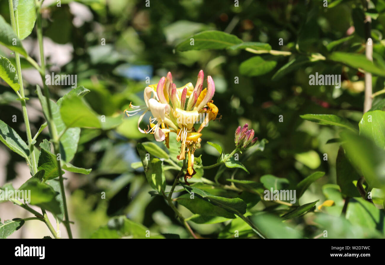 close up of Lonicera periclymenum flower, common names honeysuckle, common honeysuckle, European honeysuckle or woodbine, blooming in summer season Stock Photo