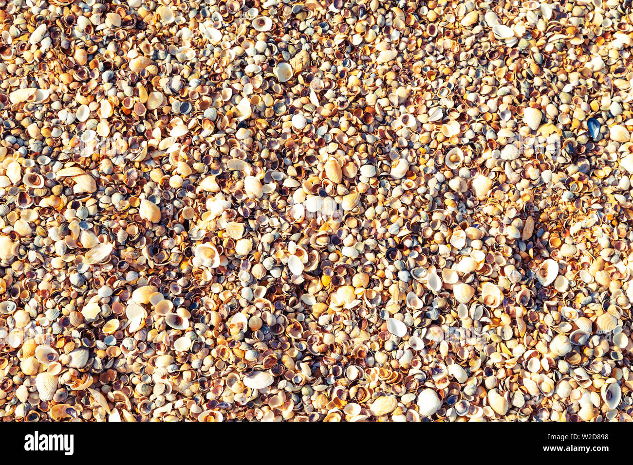 Seashells background close up. View from above. Texture, pattern. Stock Photo