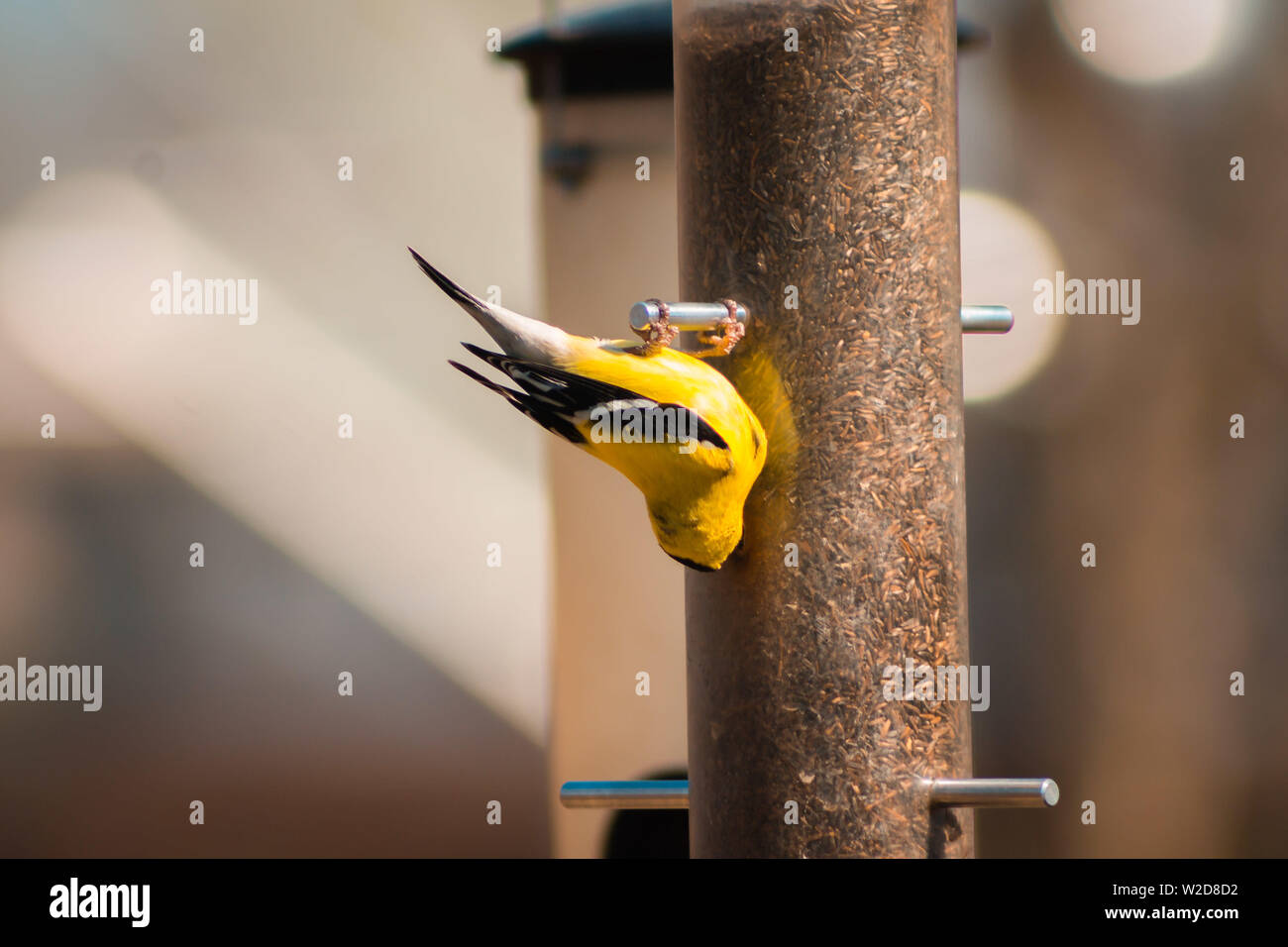 Close Up Shot Of The American Gold Finch Eating Out Of A Feeder