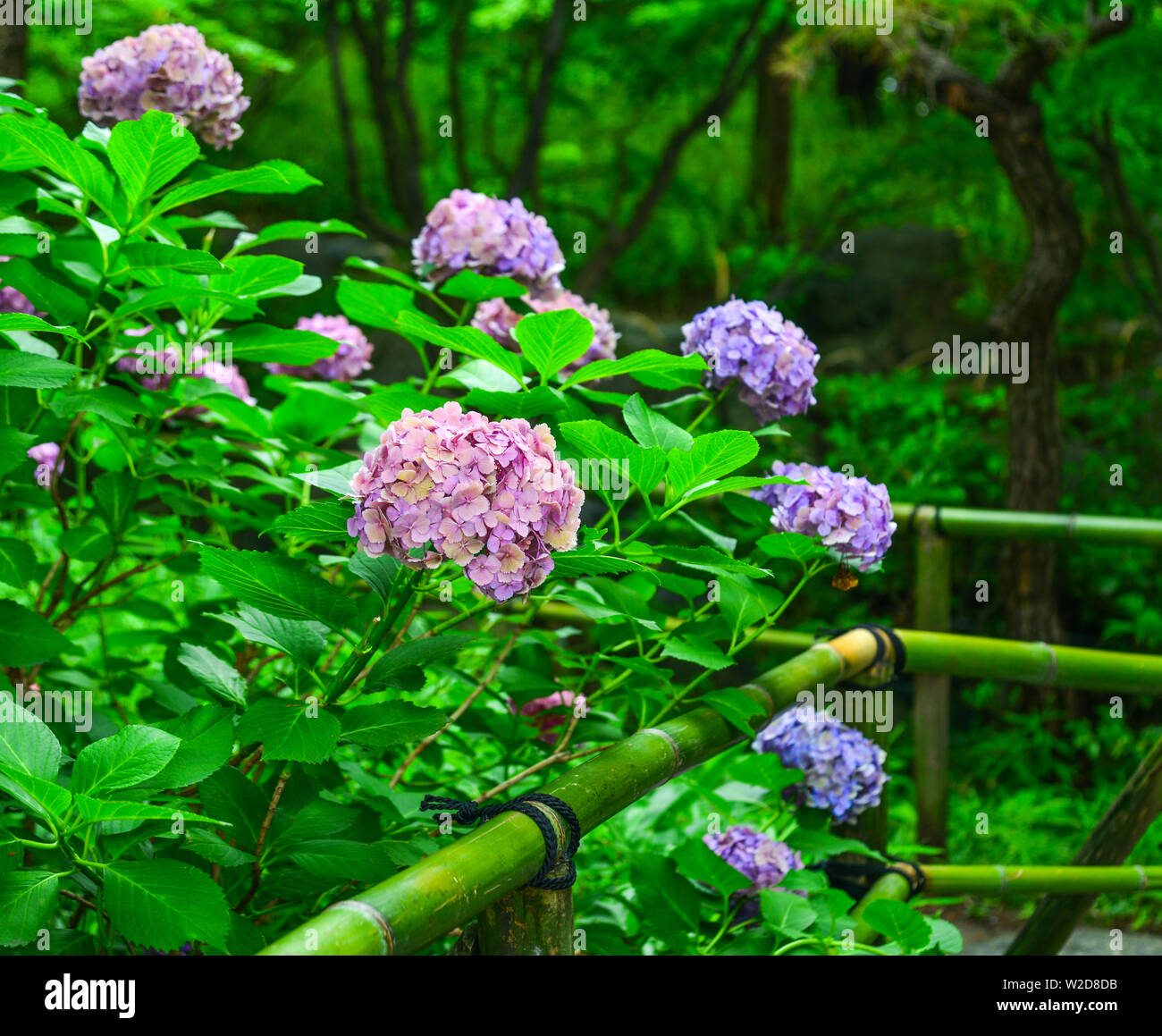 Ajisai Flower Hydrangea Blooming In Spring And Summer At Botanic Garden Stock Photo Alamy