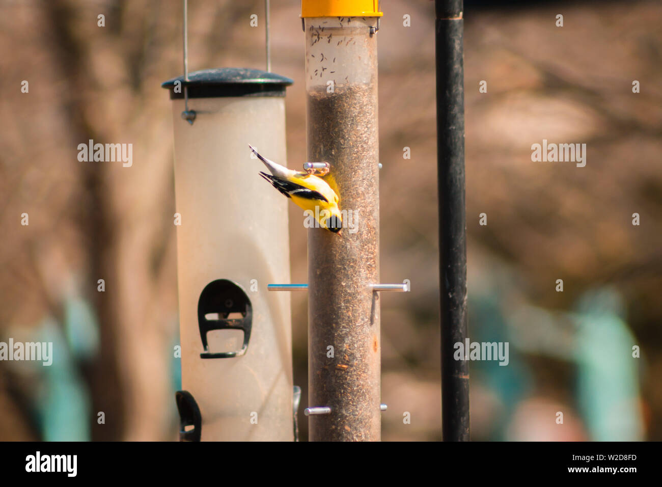Gold finch eating from a seed feeder upside down Stock Photo Alamy