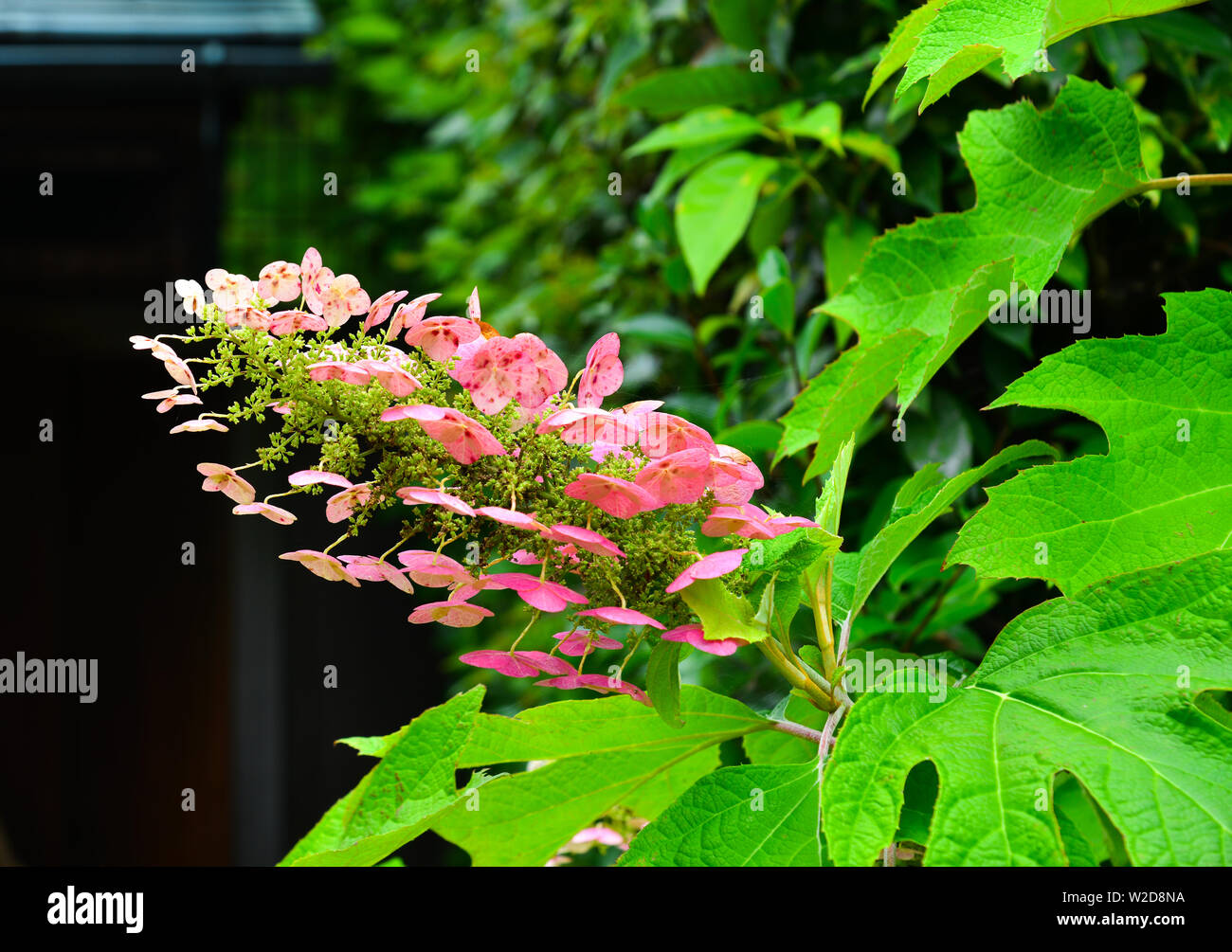 Ajisai Flower Hydrangea Blooming In Spring And Summer At Botanic Garden Stock Photo Alamy