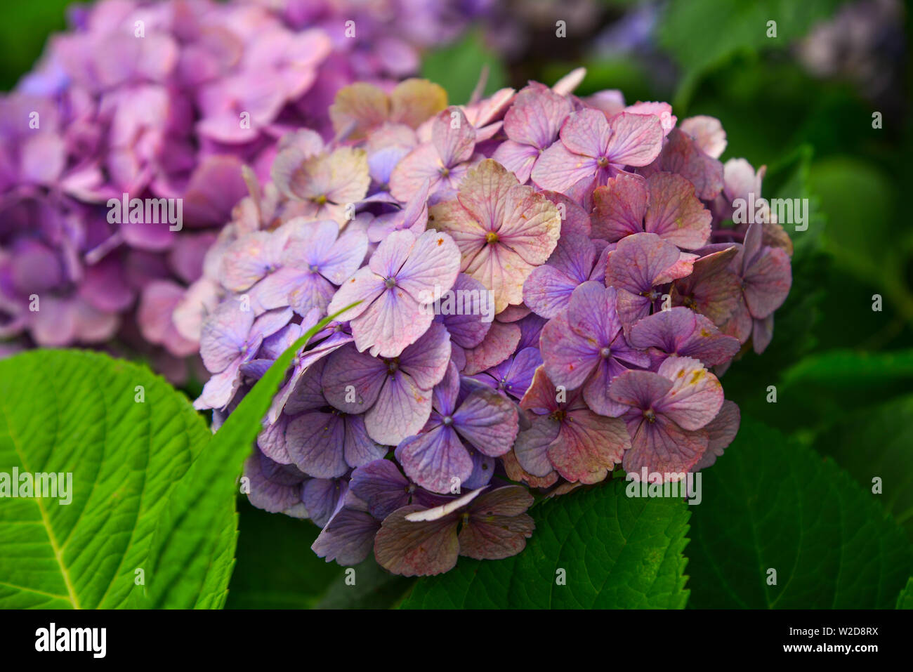 Ajisai Flower Hydrangea Blooming In Spring And Summer At Botanic Garden Stock Photo Alamy