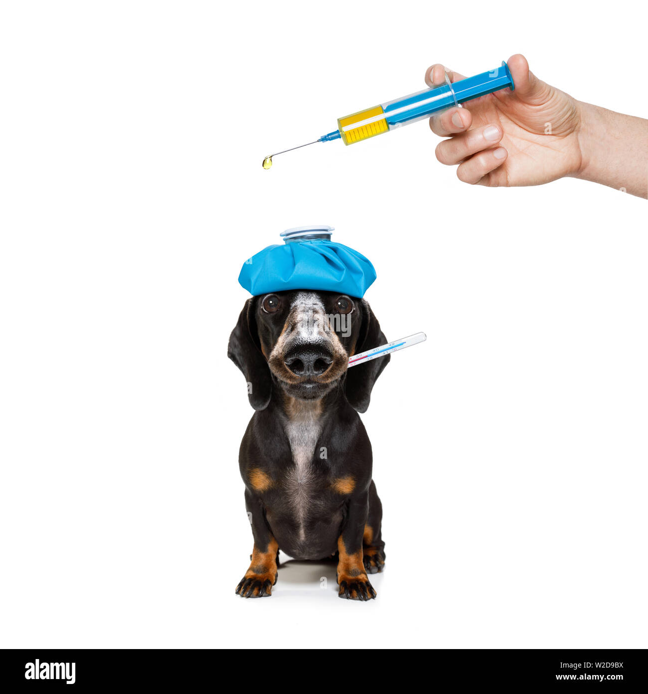 sick and ill dachshund sausage dog  isolated on white background with ice pack or bag on the head, with thermometer and syringe vaccine Stock Photo