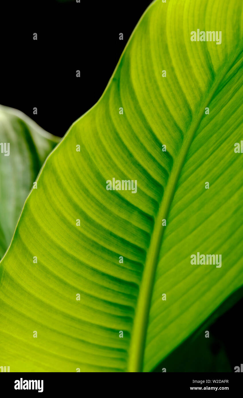 abstract green leaf on black background Stock Photo