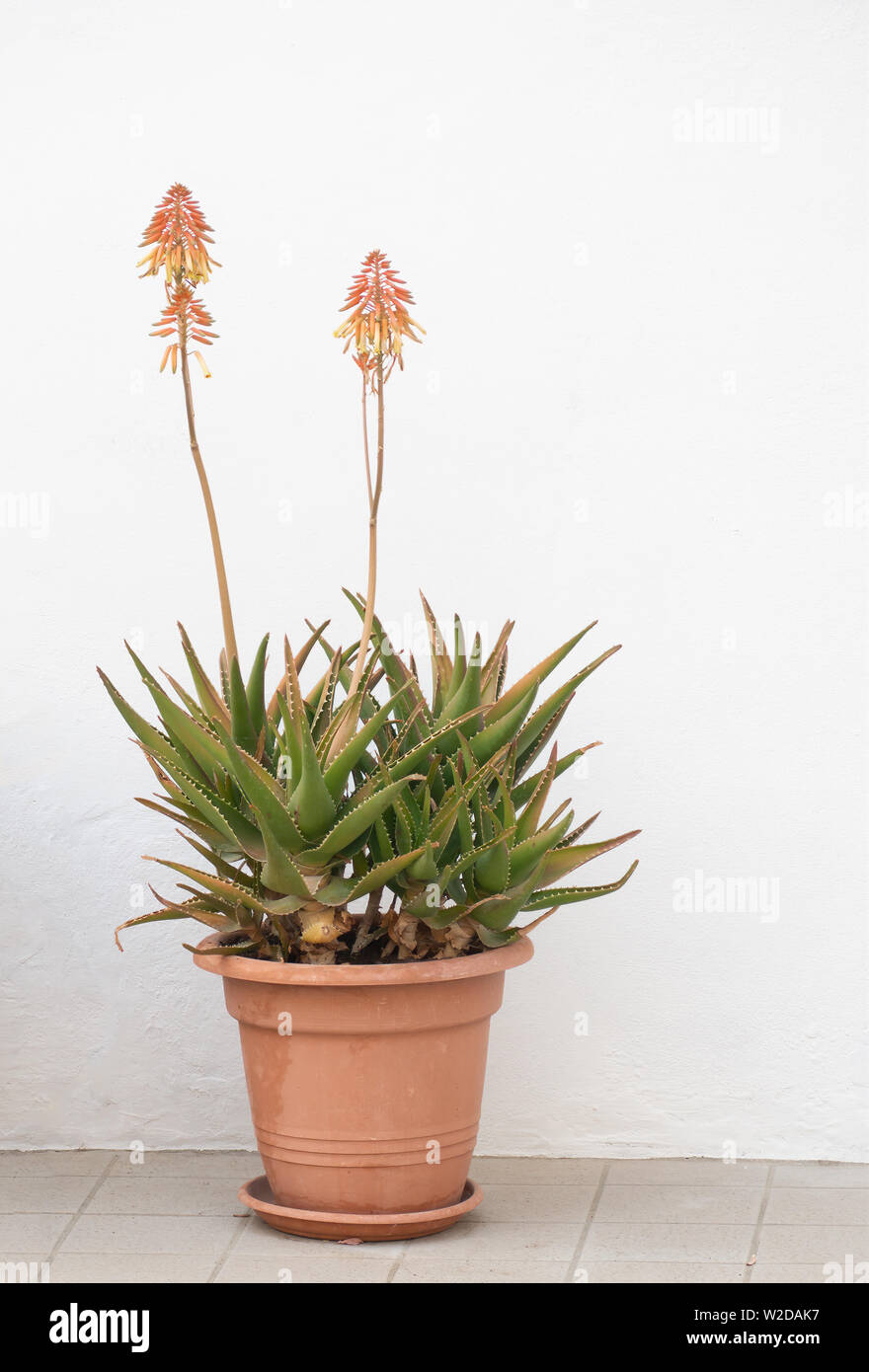 Aloe vera plant in flower, in pot against white wall. Stock Photo