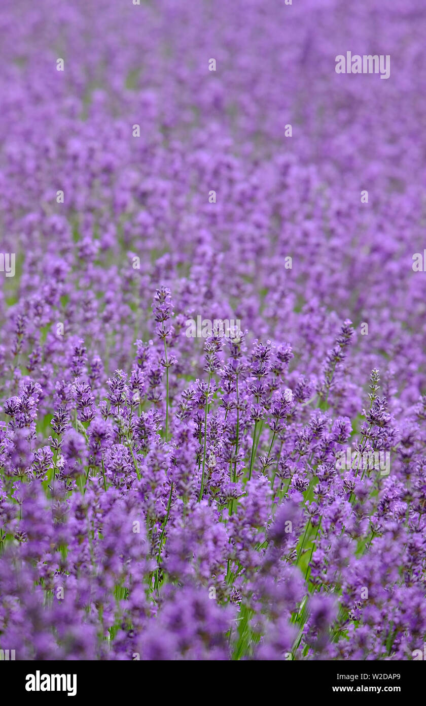flowering lavender plants, lot valley, france Stock Photo Alamy