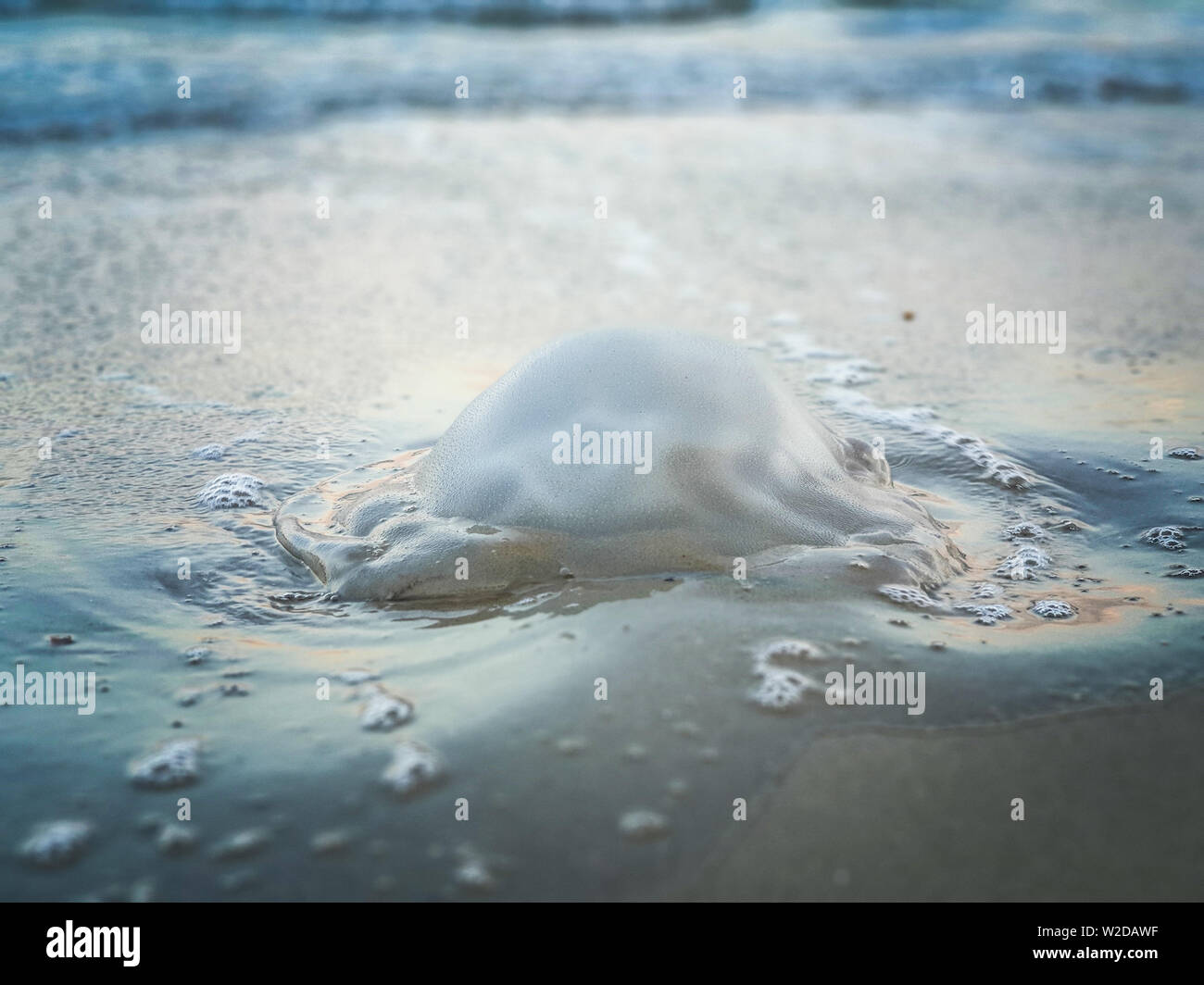 Rhopilema nomadica Jellyfish On the beach in Tel-Aviv Stock Photo