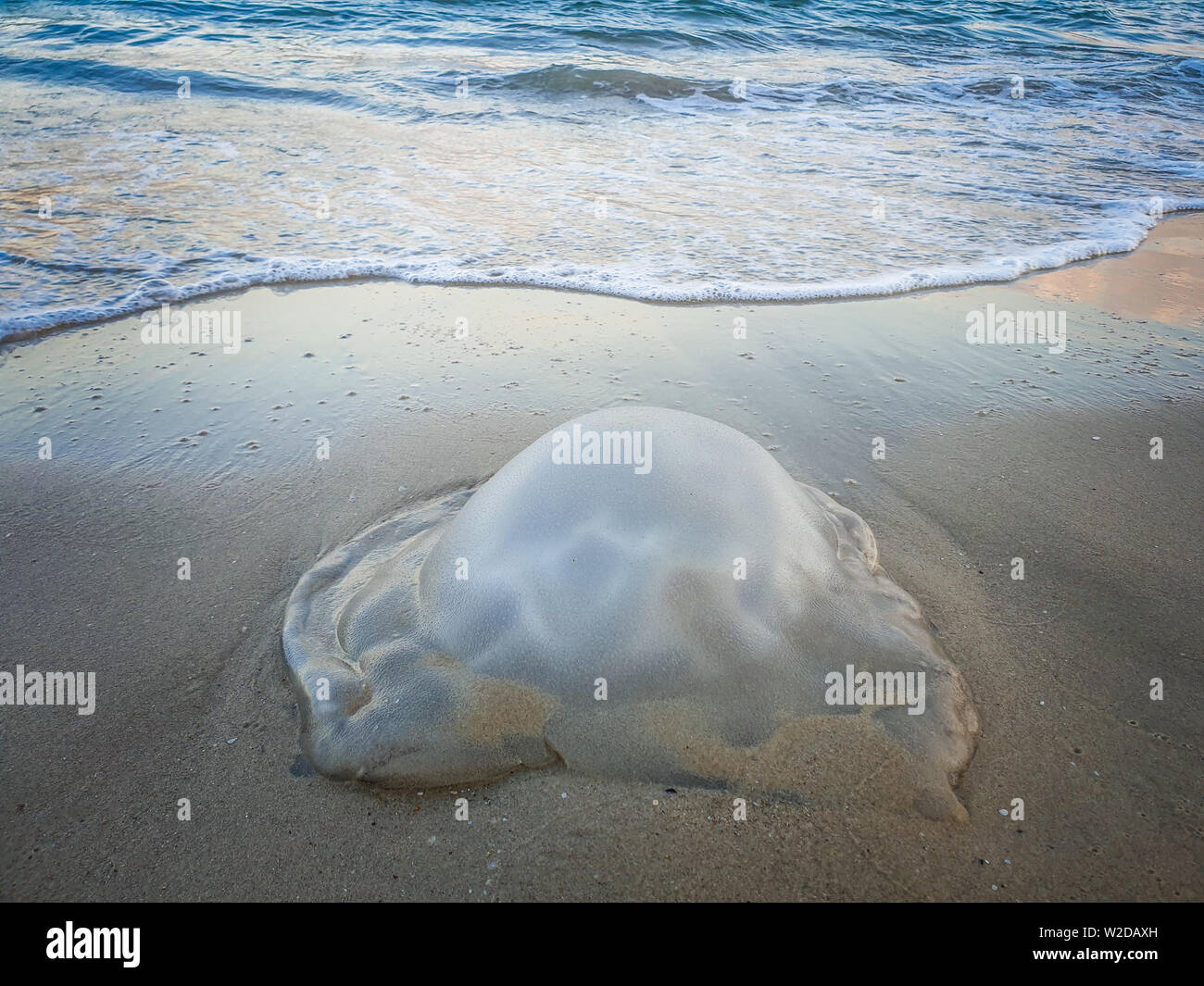 Rhopilema nomadica Jellyfish Top View Stock Photo