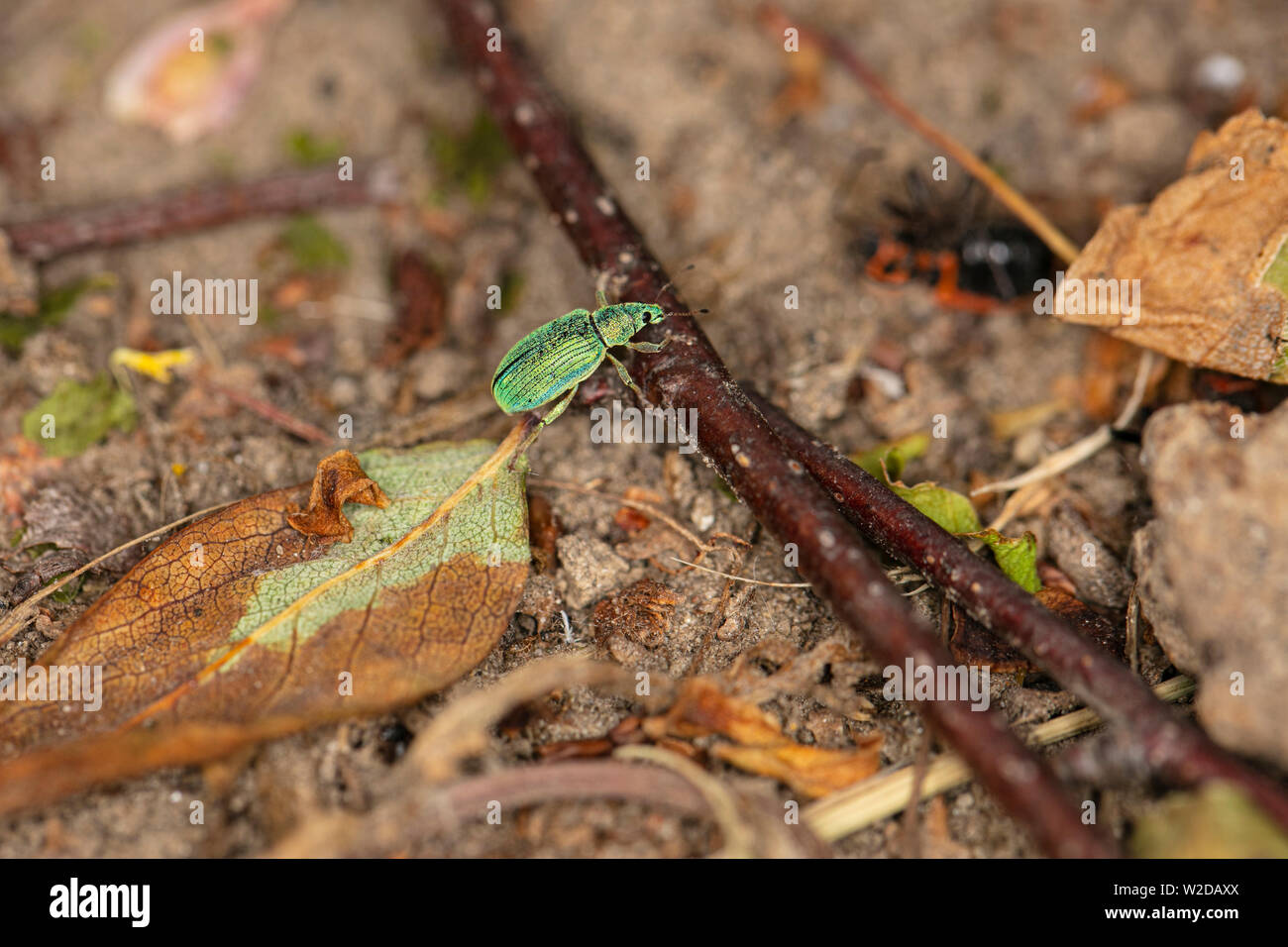 Polydrusus sericeus, Green Immigrant Leaf Weevil, walking in nature Stock Photo
