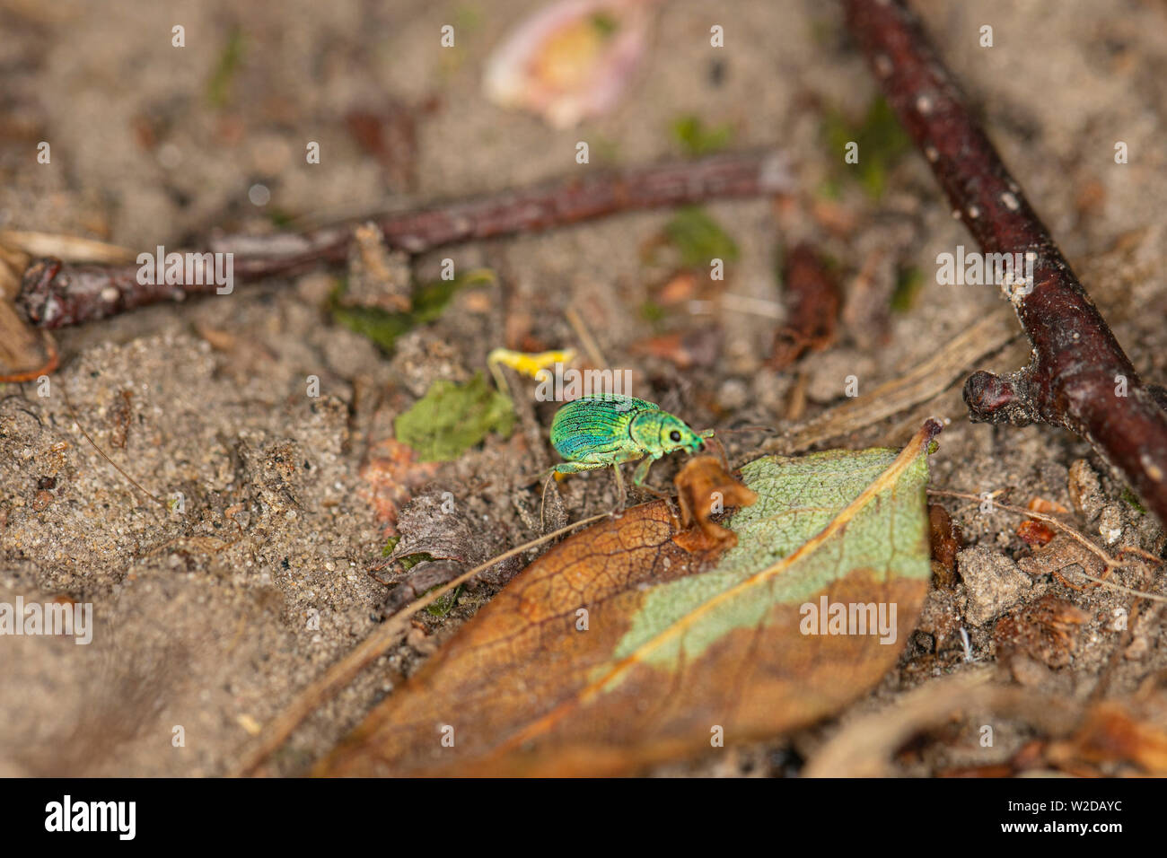 Polydrusus sericeus, Green Immigrant Leaf Weevil, walking in nature Stock Photo