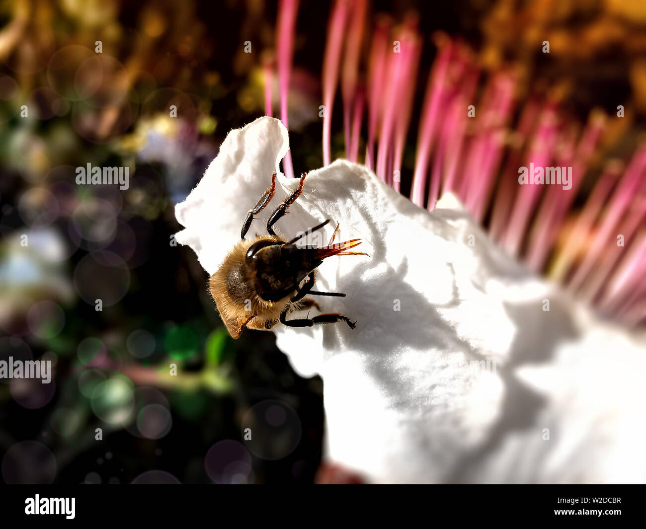 Macro shot of a bee on a white flower. Stock Photo