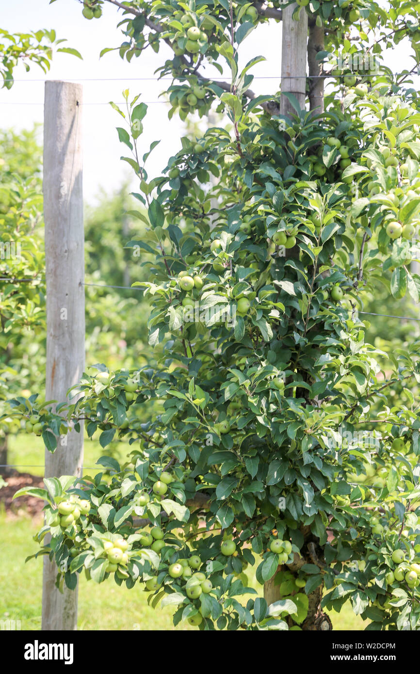green apples on apple tree branch - Image Stock Photo - Alamy