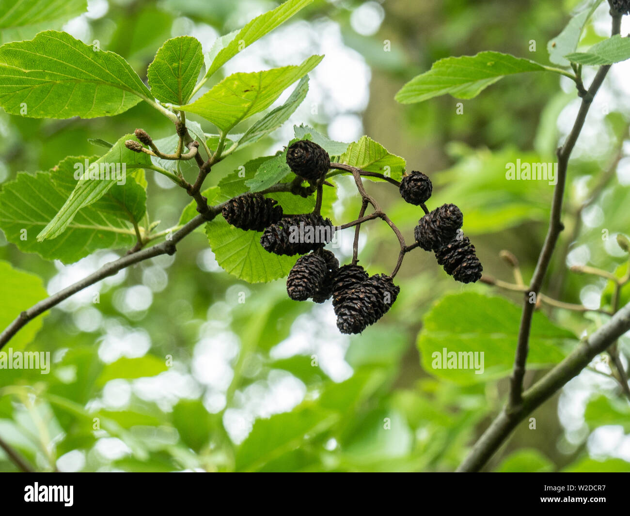 The black open catkins of the common alder Alnus glutinosa against a leafy background Stock Photo