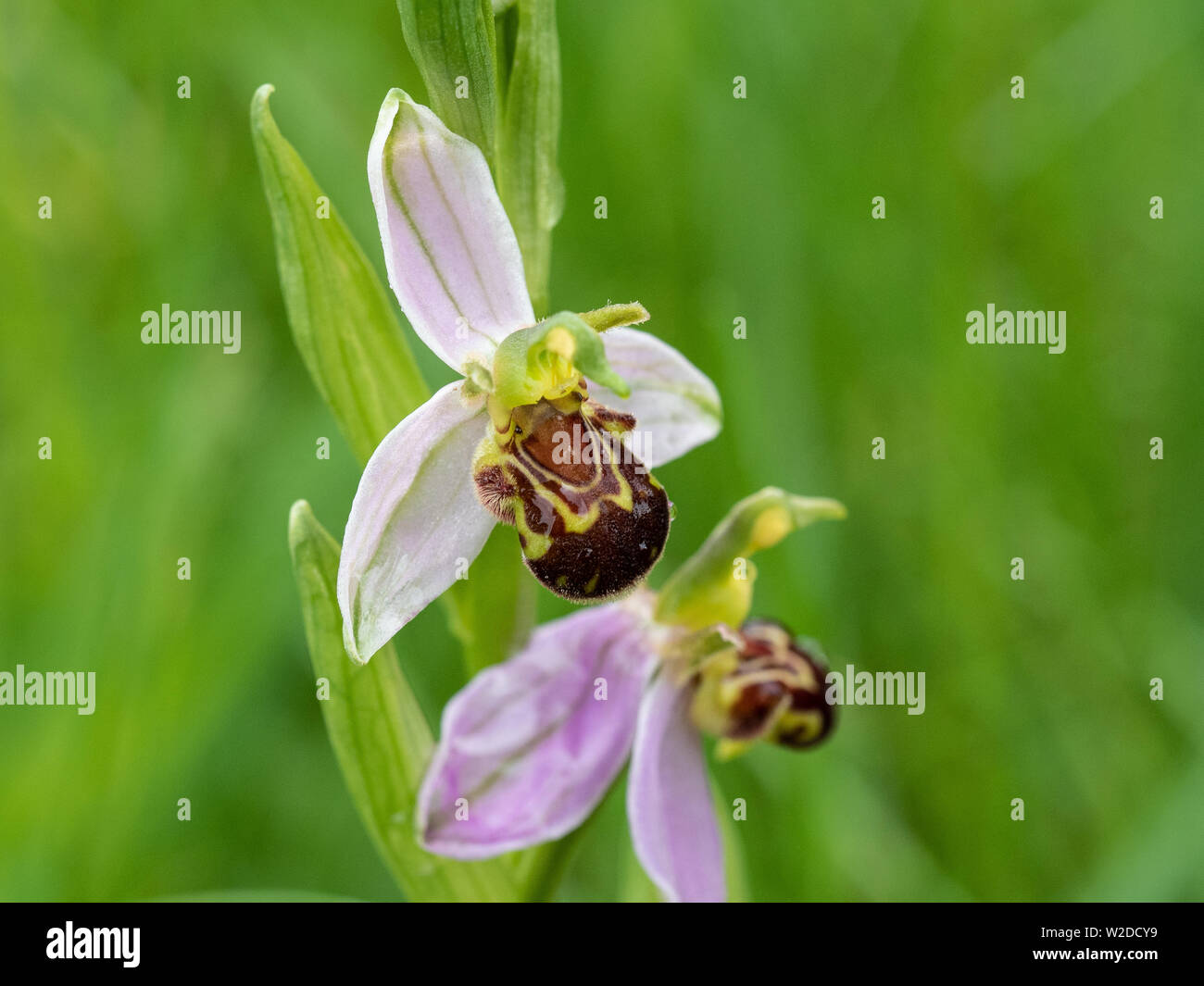 A close up of the flowers of the bee orchid Ophrys apifera Stock Photo