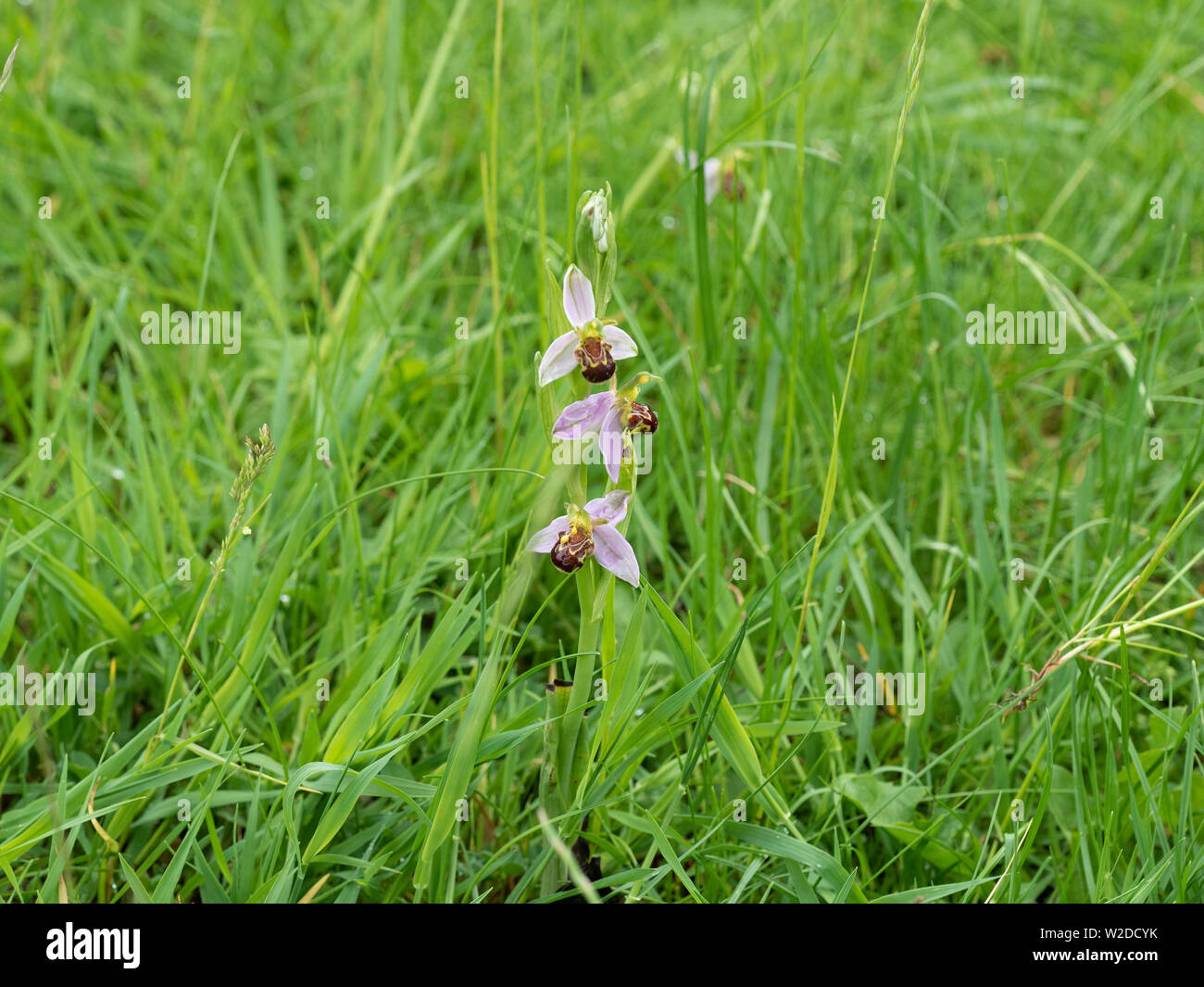 A single bee orchid Ophrys apifera in long meadow grass Stock Photo