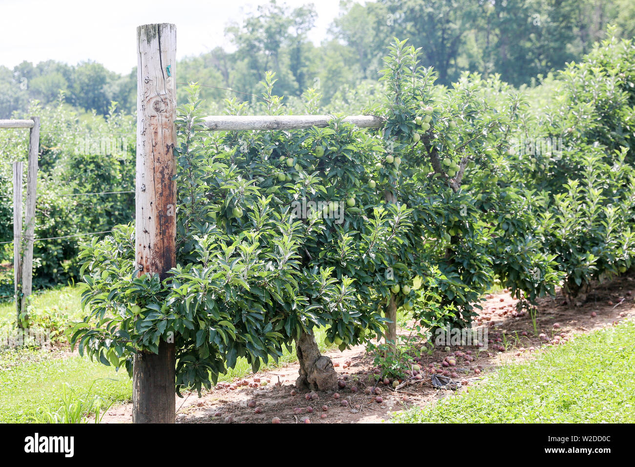 green apples on apple tree branch - Image Stock Photo - Alamy - Tree Branch And Dogs Eating Apples