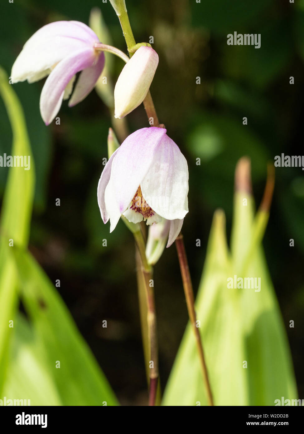 A single flower stem of the hardy orchid Bletilla Penway Rainbow Stock Photo