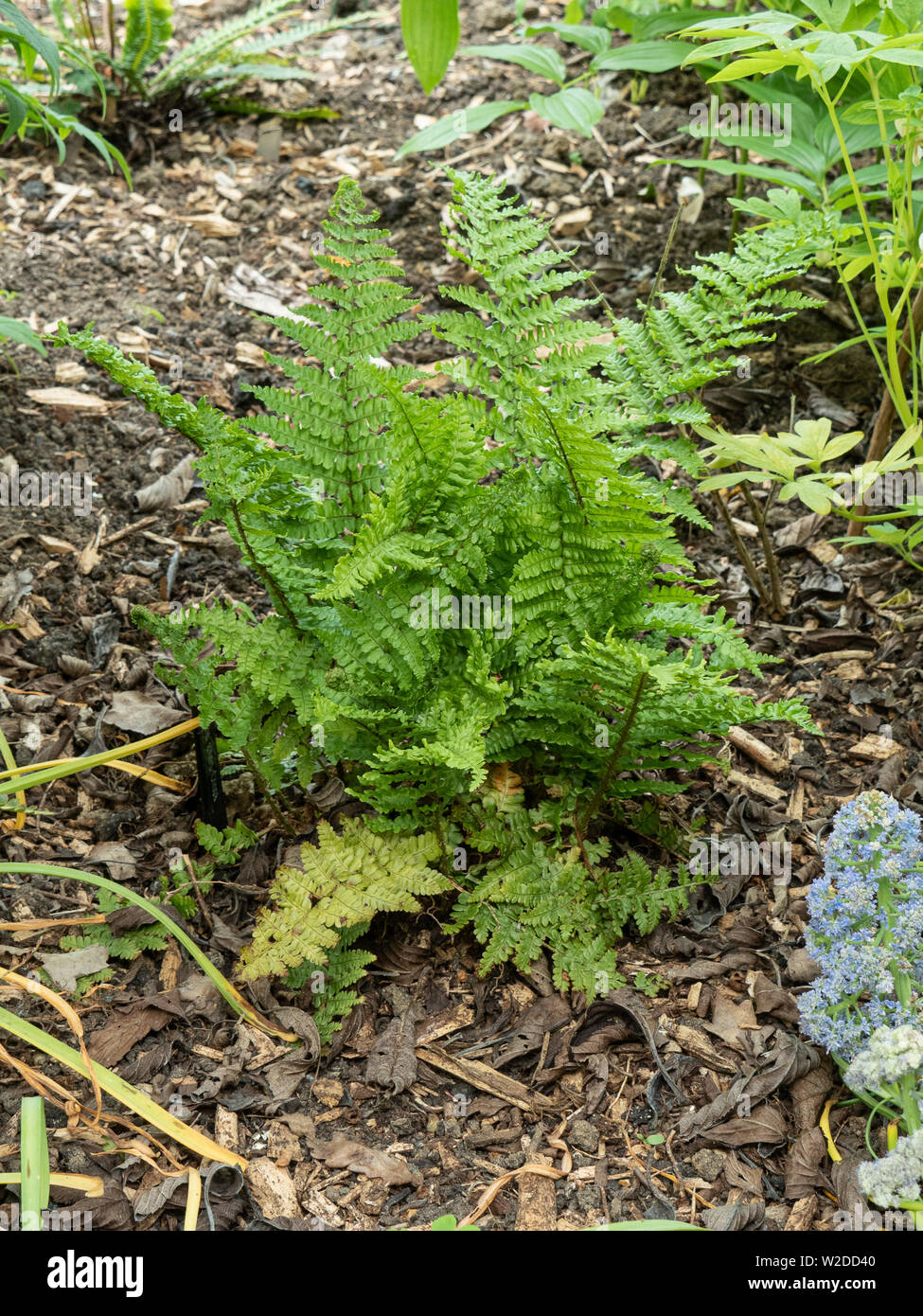 A plant clump of the fern Dryopteris affinis Crispa growing through a bark mulch Stock Photo