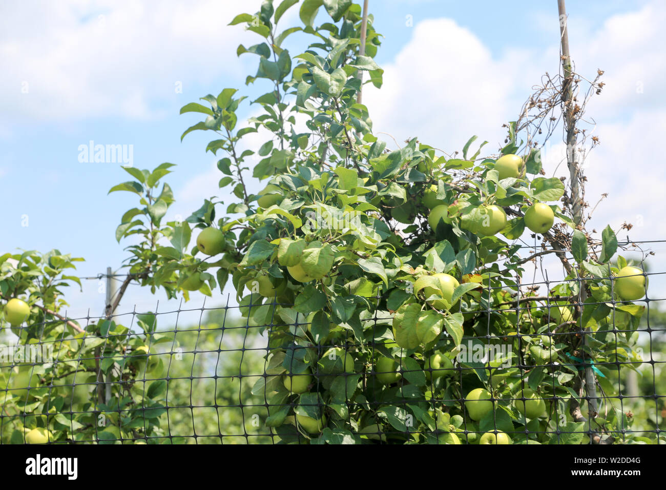 green apples on apple tree branch - Image Stock Photo - Alamy