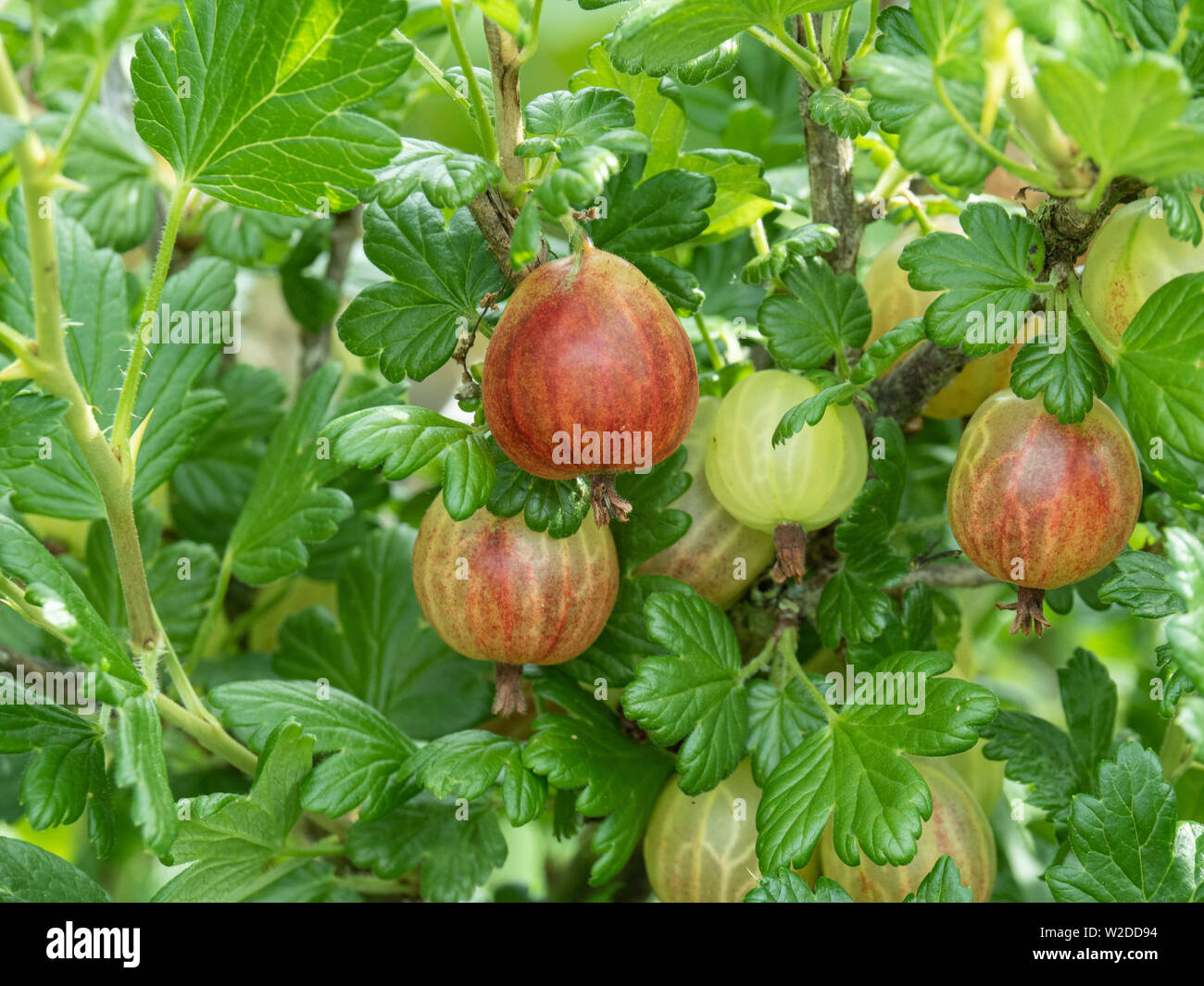 Part of a bush of the gooseberry Xenia showing a mixture of ripe and ripening fruit Stock Photo