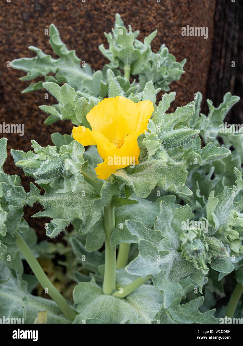 The bright yellow flower of the yellow horned sea poppy Glaucium flavum against the the glaucous grey foliage Stock Photo